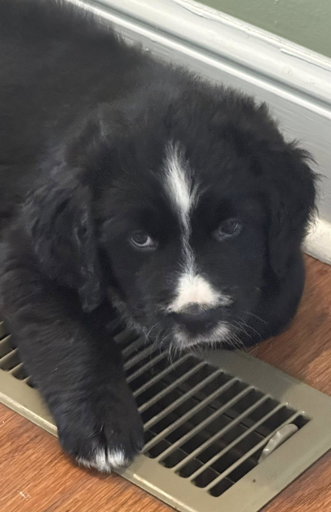 Bernedoodle Puppy 3