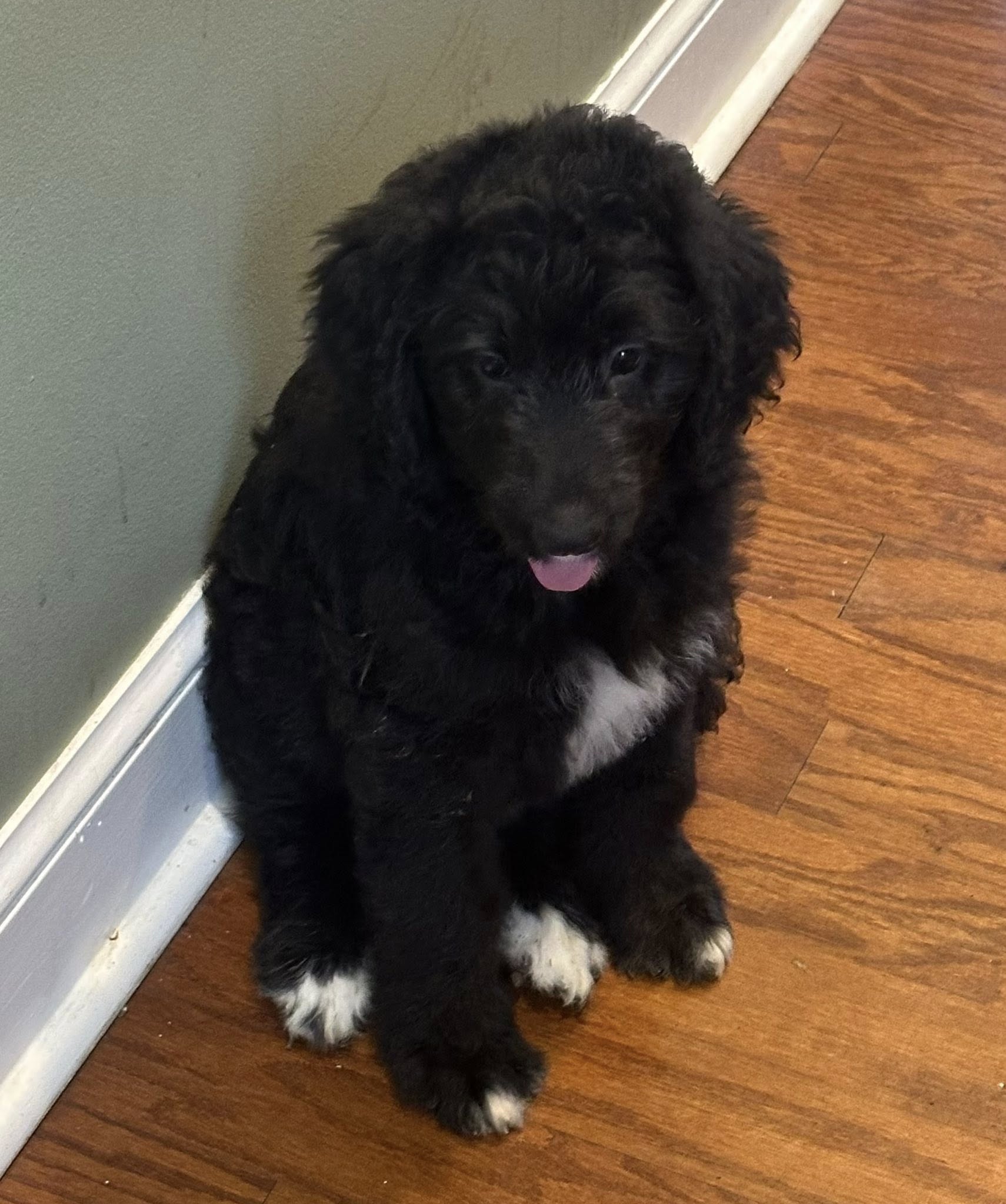 Bernedoodle Puppy
