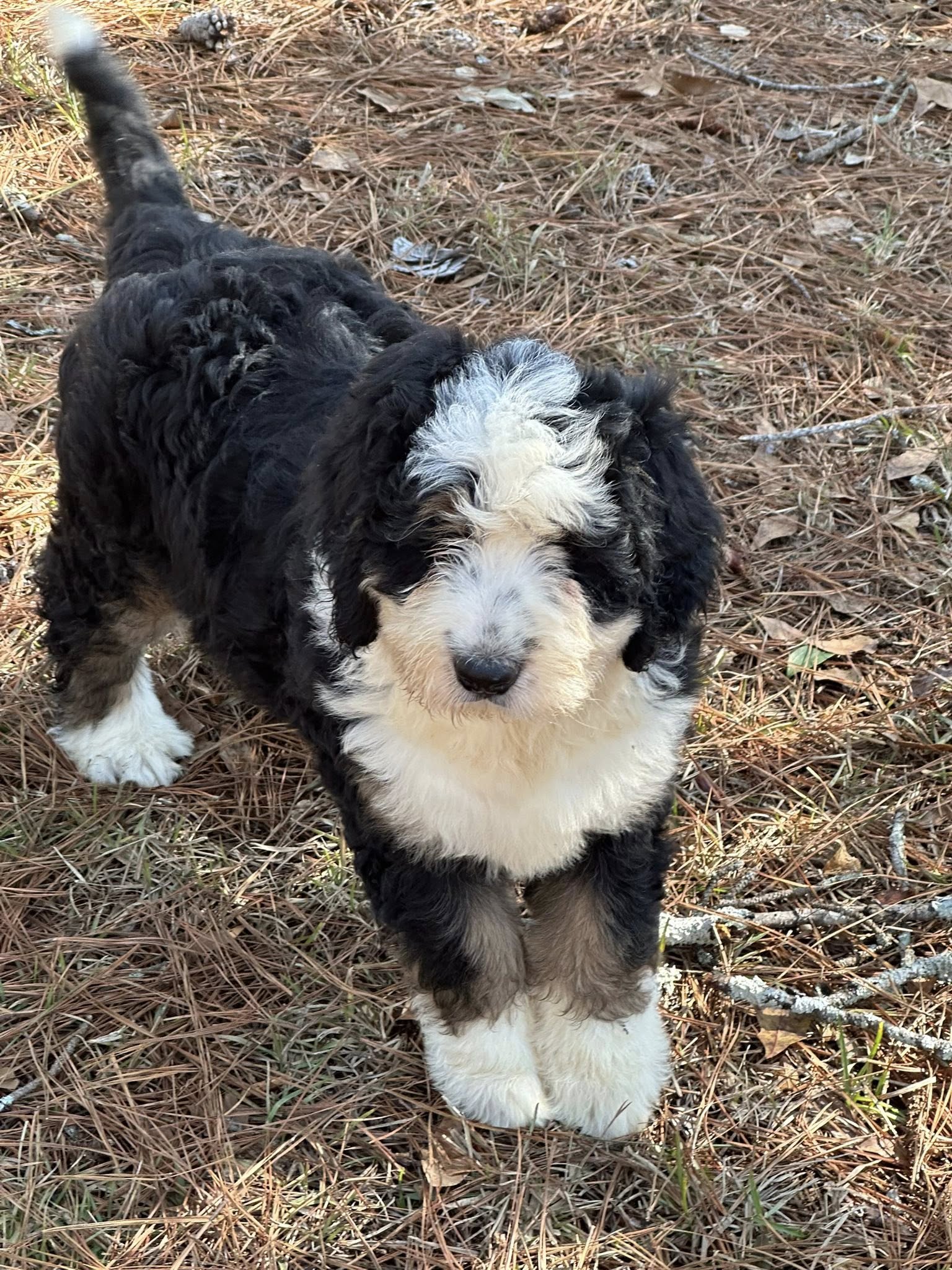 Bernedoodle Puppy 3