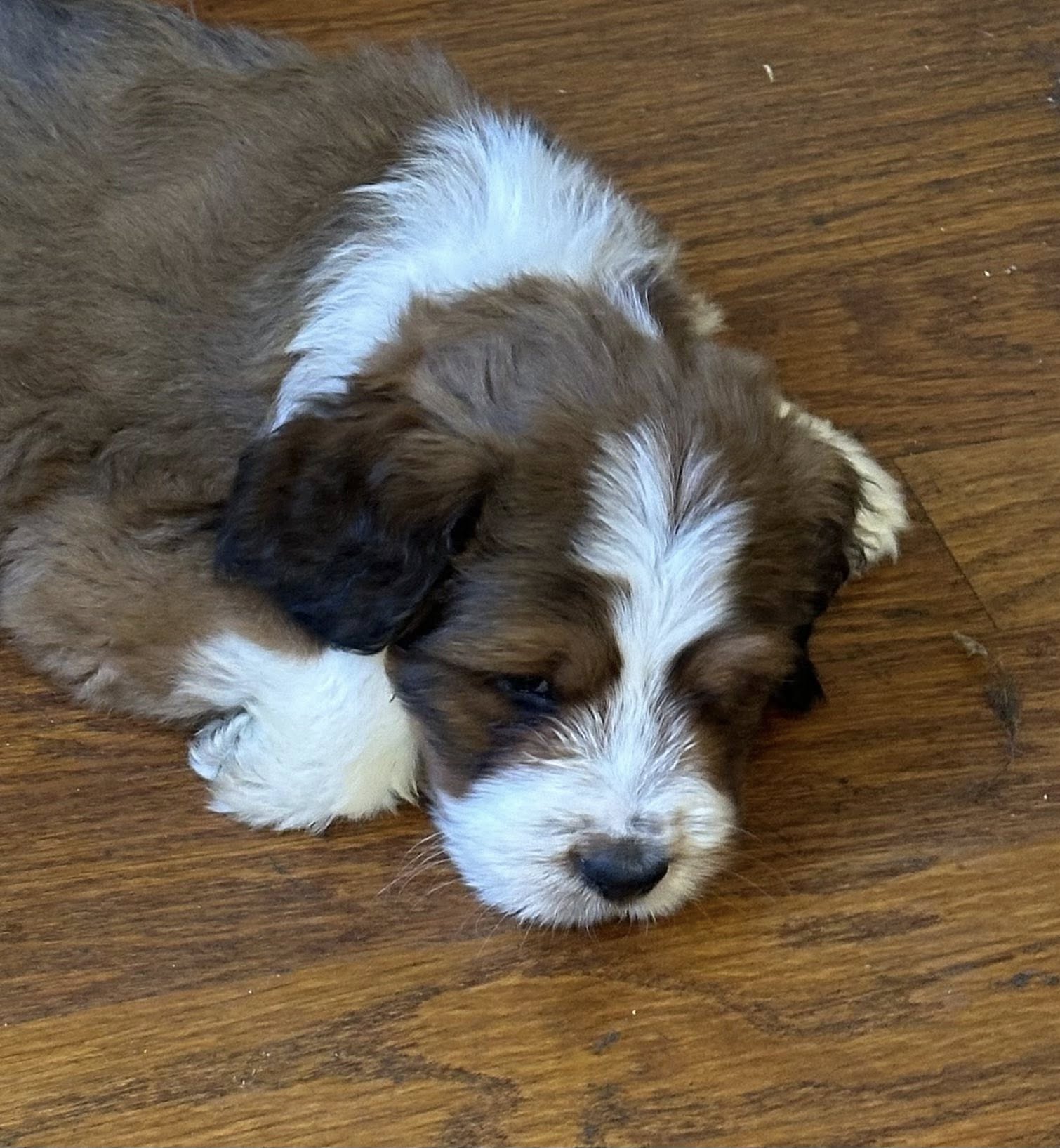 Bernedoodle Puppy 3