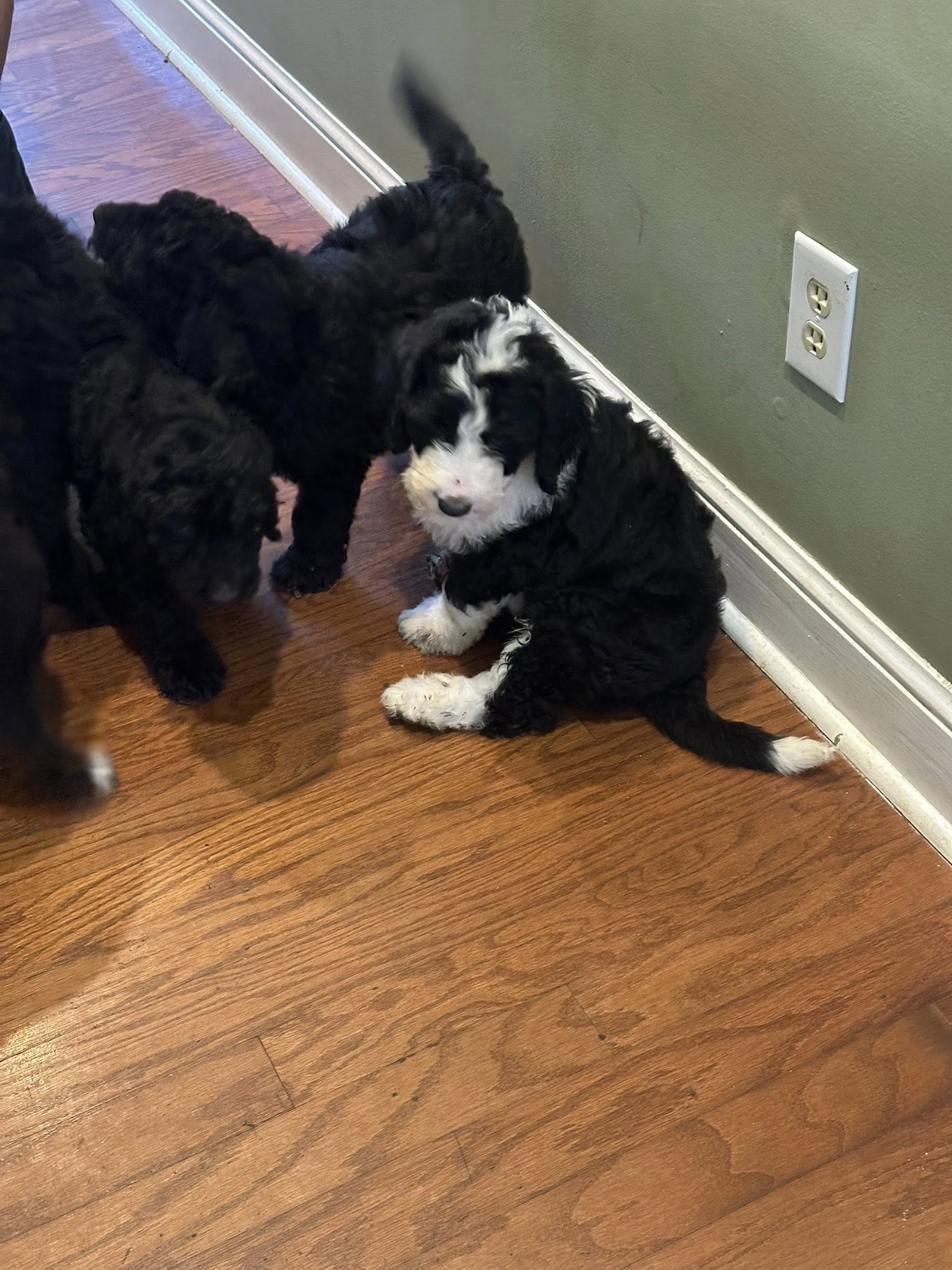 Bernedoodle Puppy 2