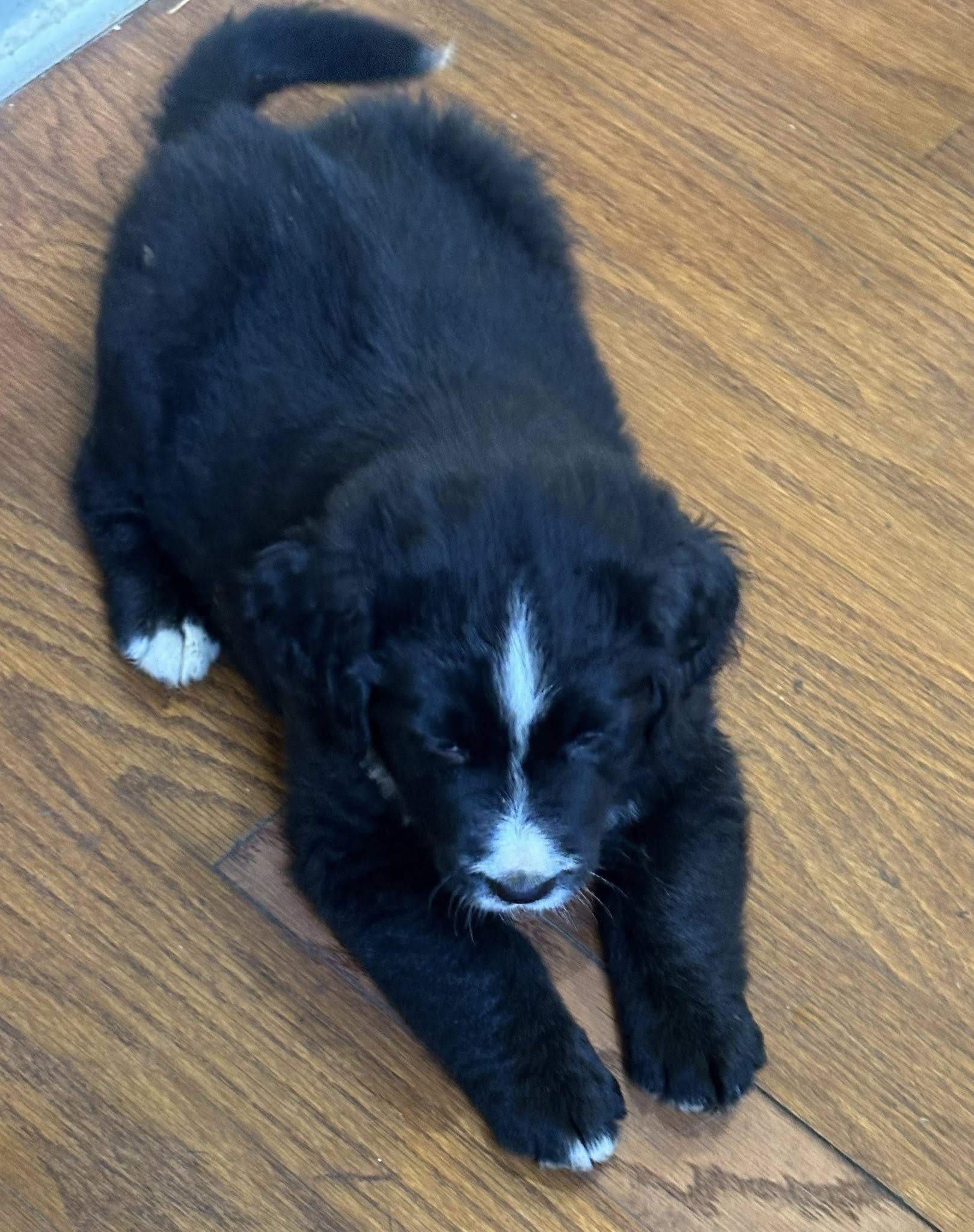 Bernedoodle Puppy