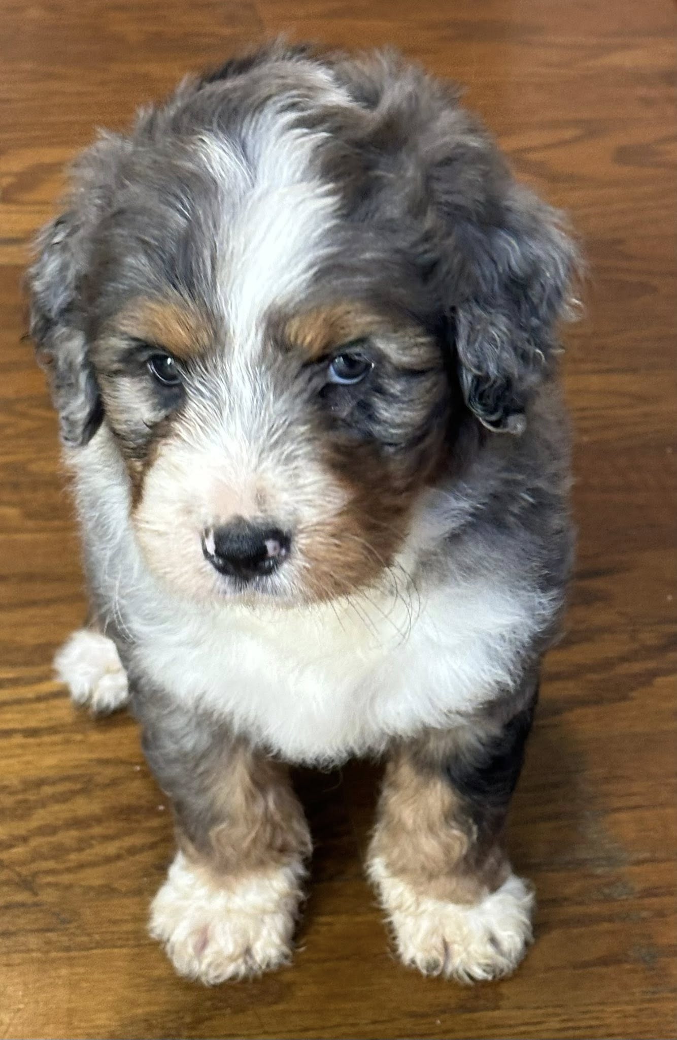 Bernedoodle Puppy