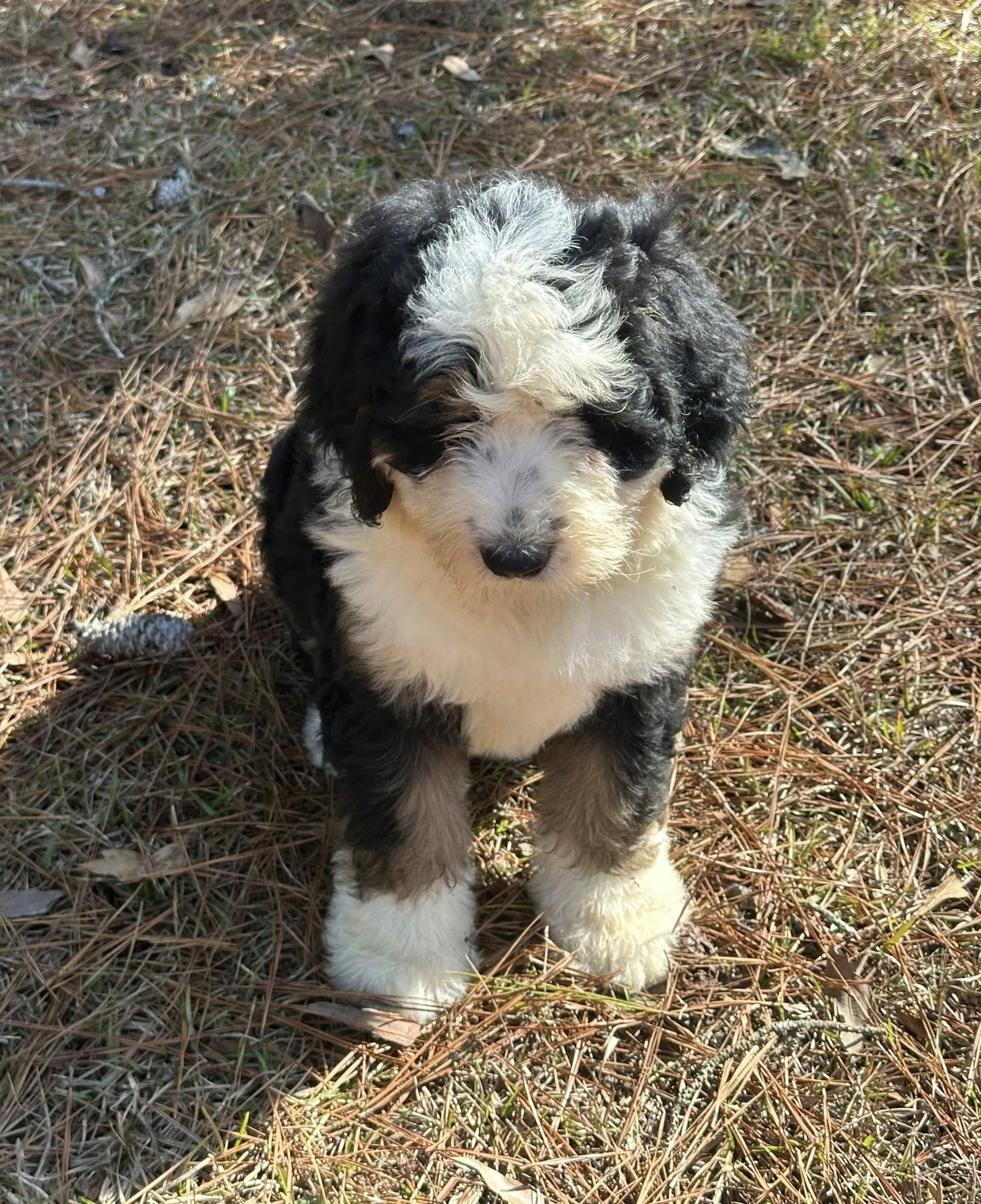 Bernedoodle Puppy