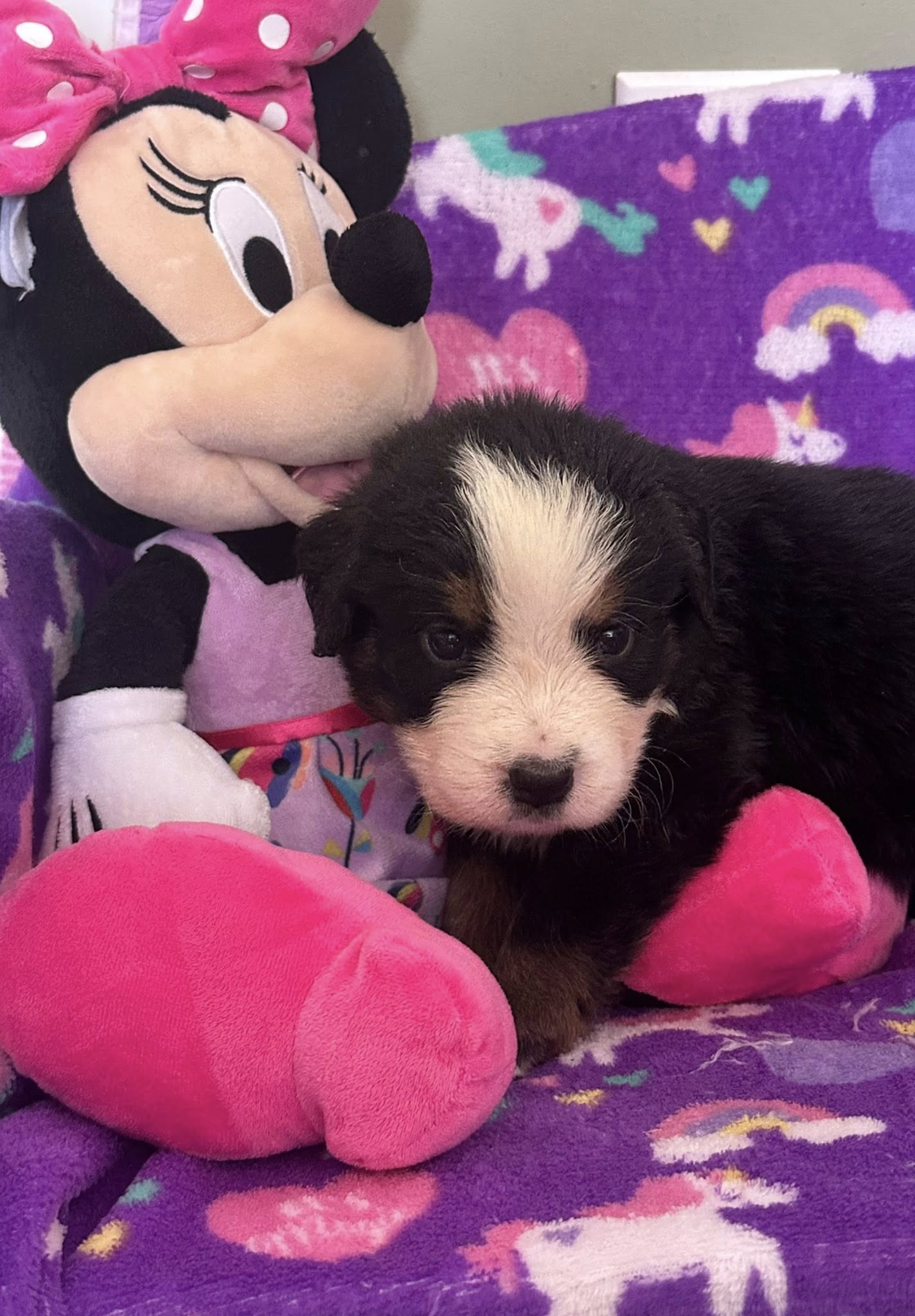 Bernedoodle Puppy 3