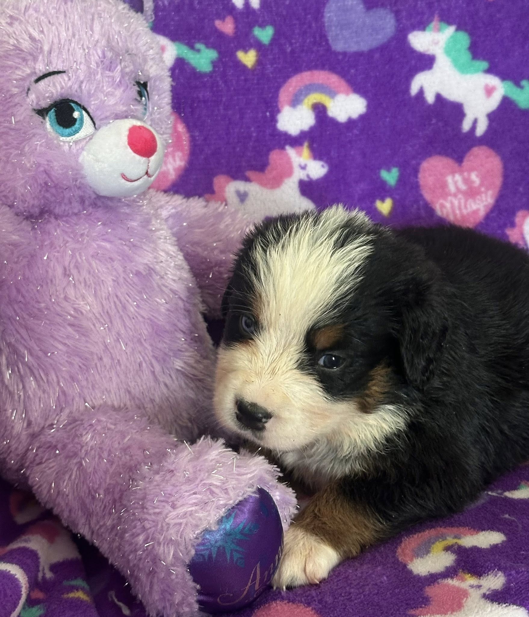 Bernedoodle Puppy 3