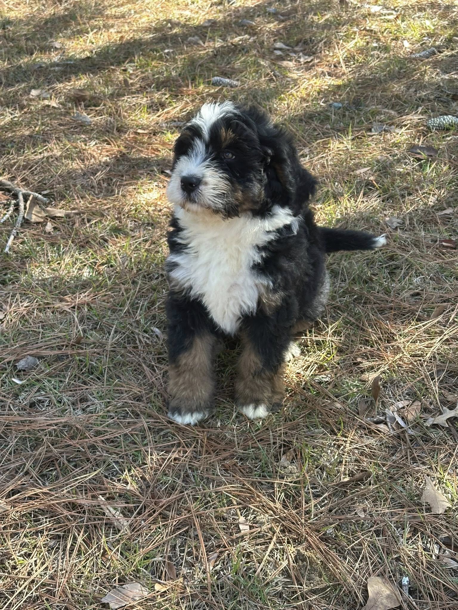 Bernedoodle Puppy 4