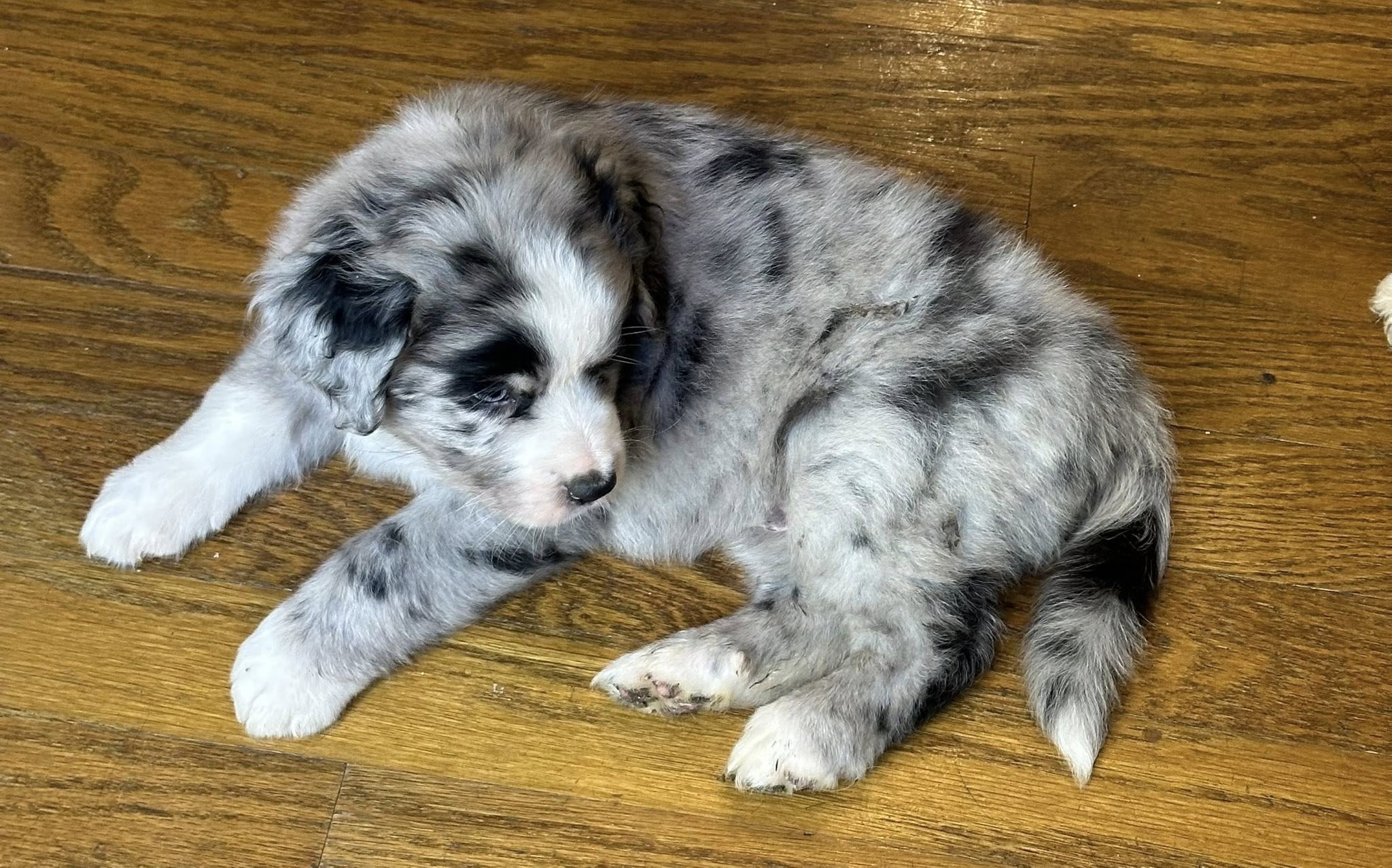 Bernedoodle Puppy 3