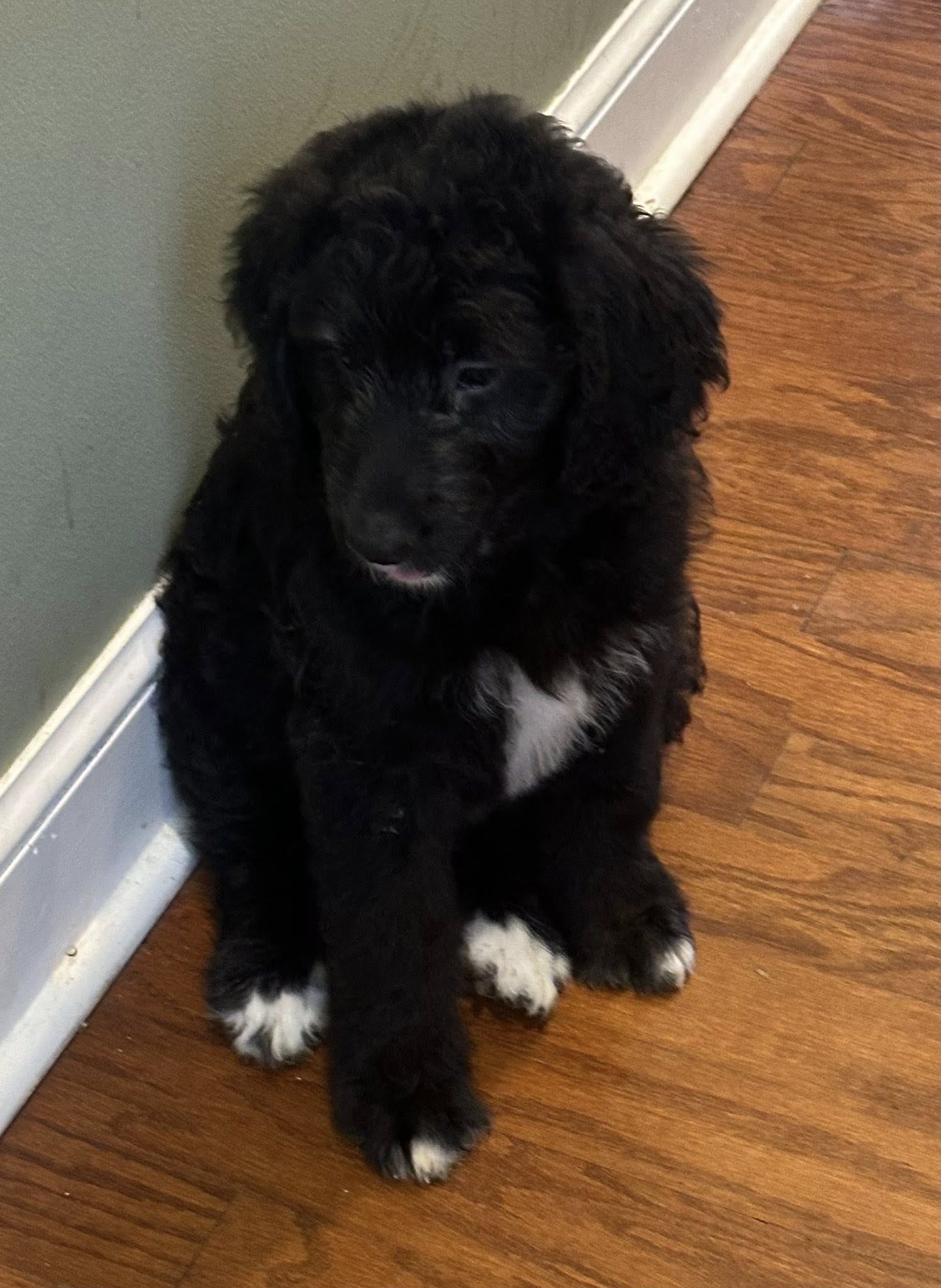 Bernedoodle Puppy 1