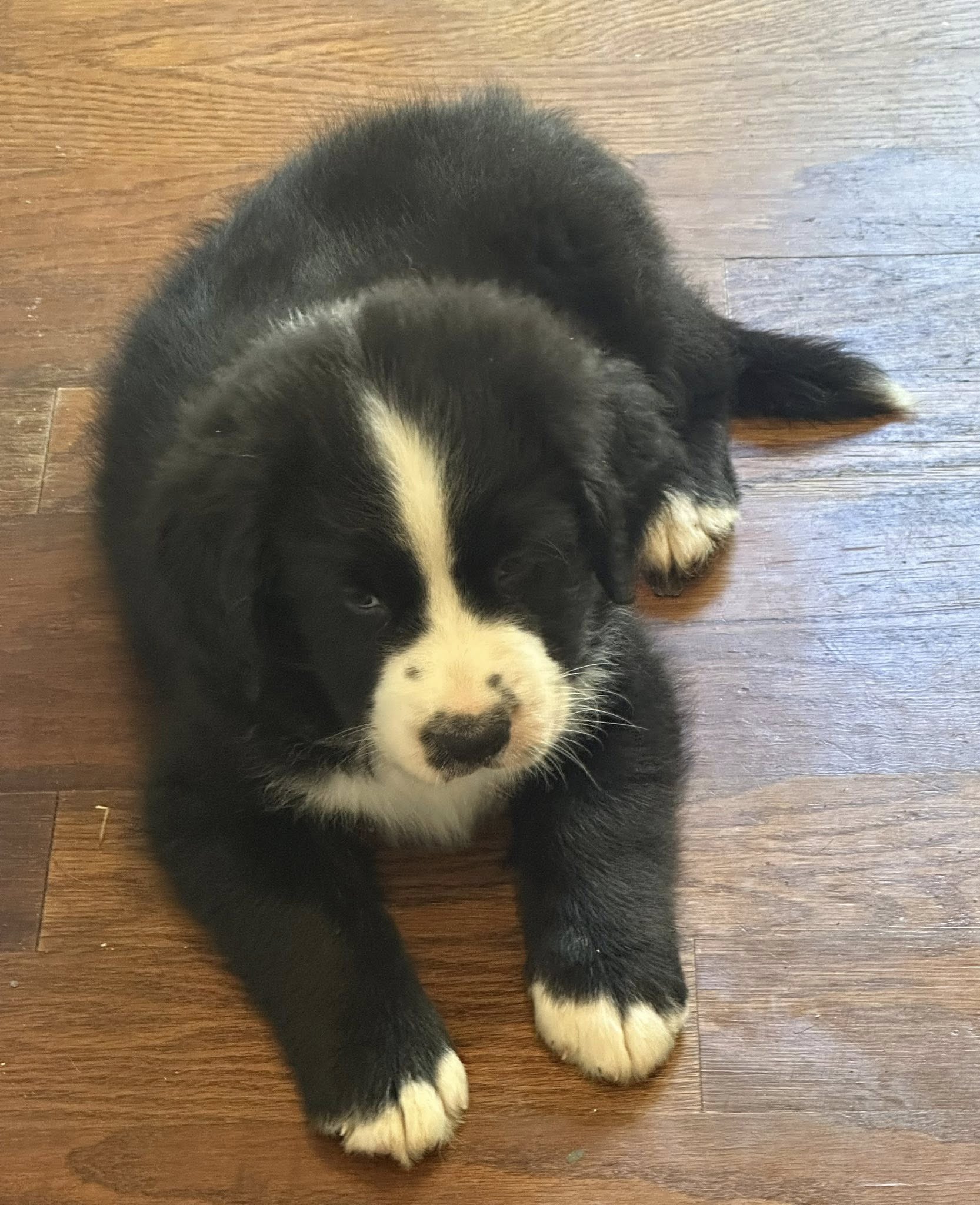 Bernedoodle Puppy 3