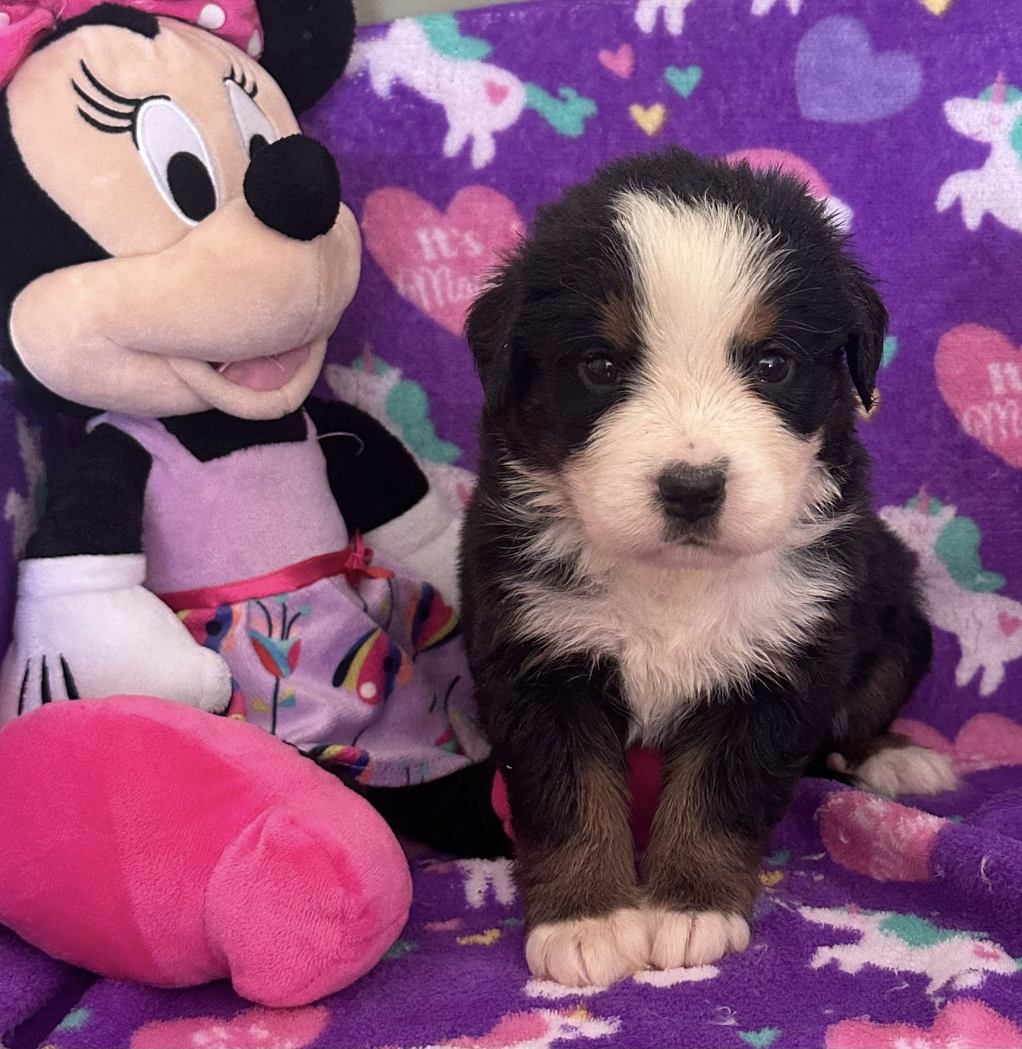 Bernedoodle Puppy