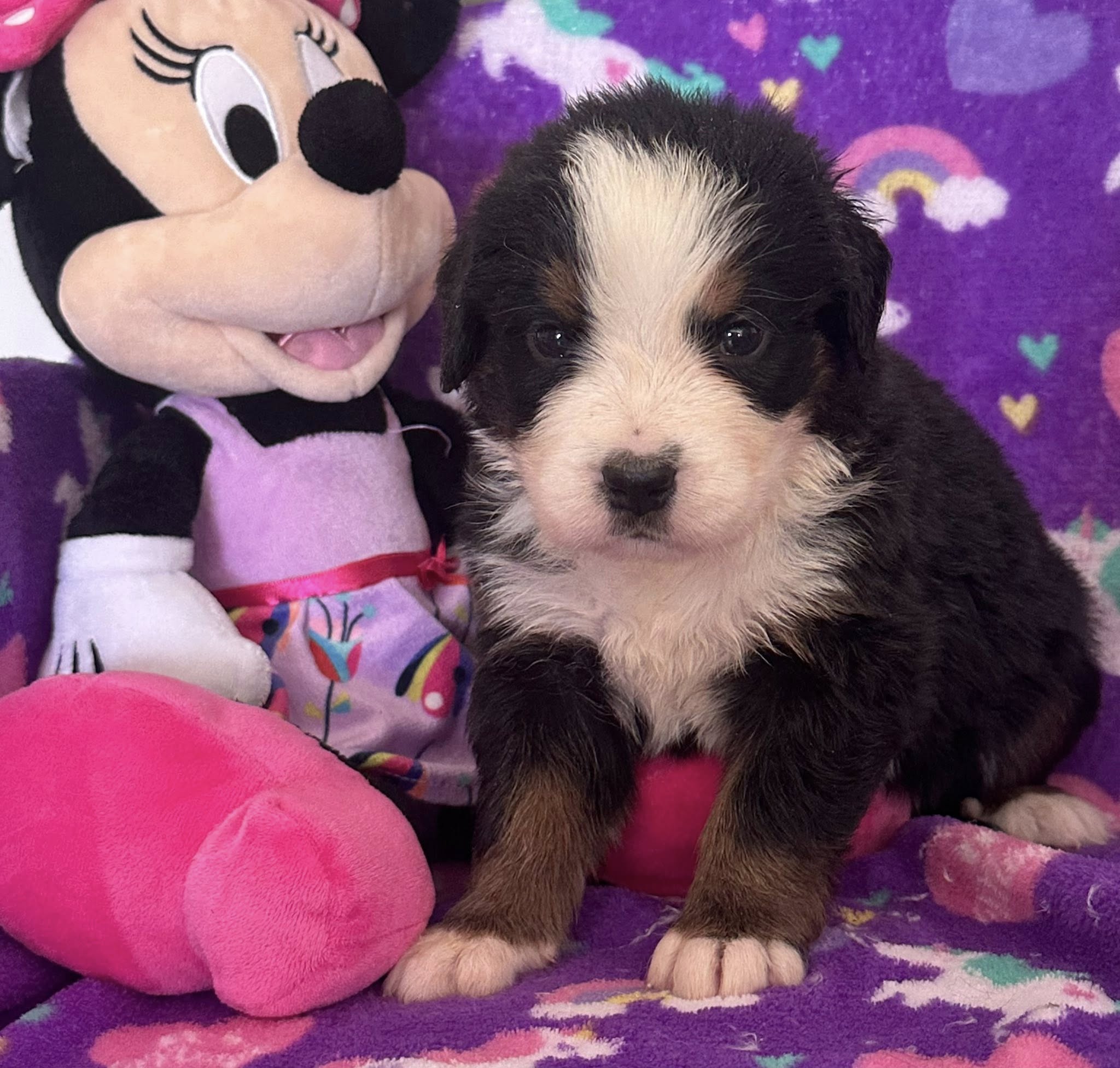 Bernedoodle Puppy 2