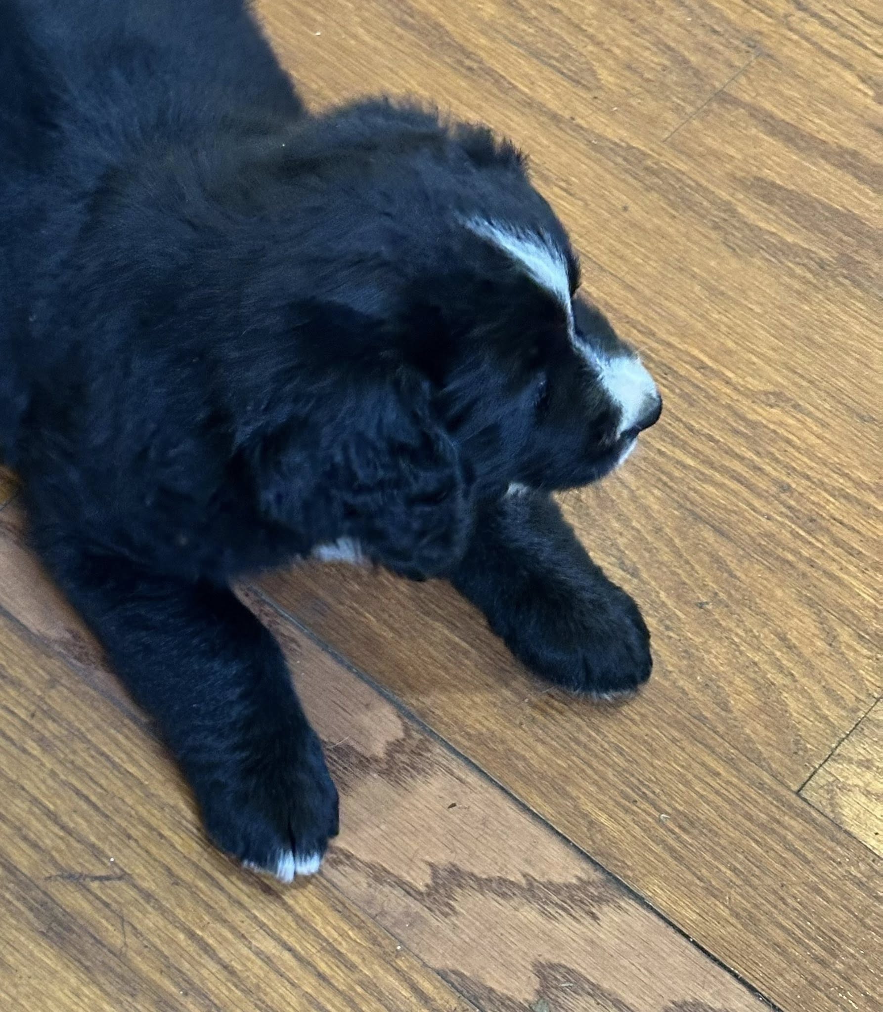 Bernedoodle Puppy 1