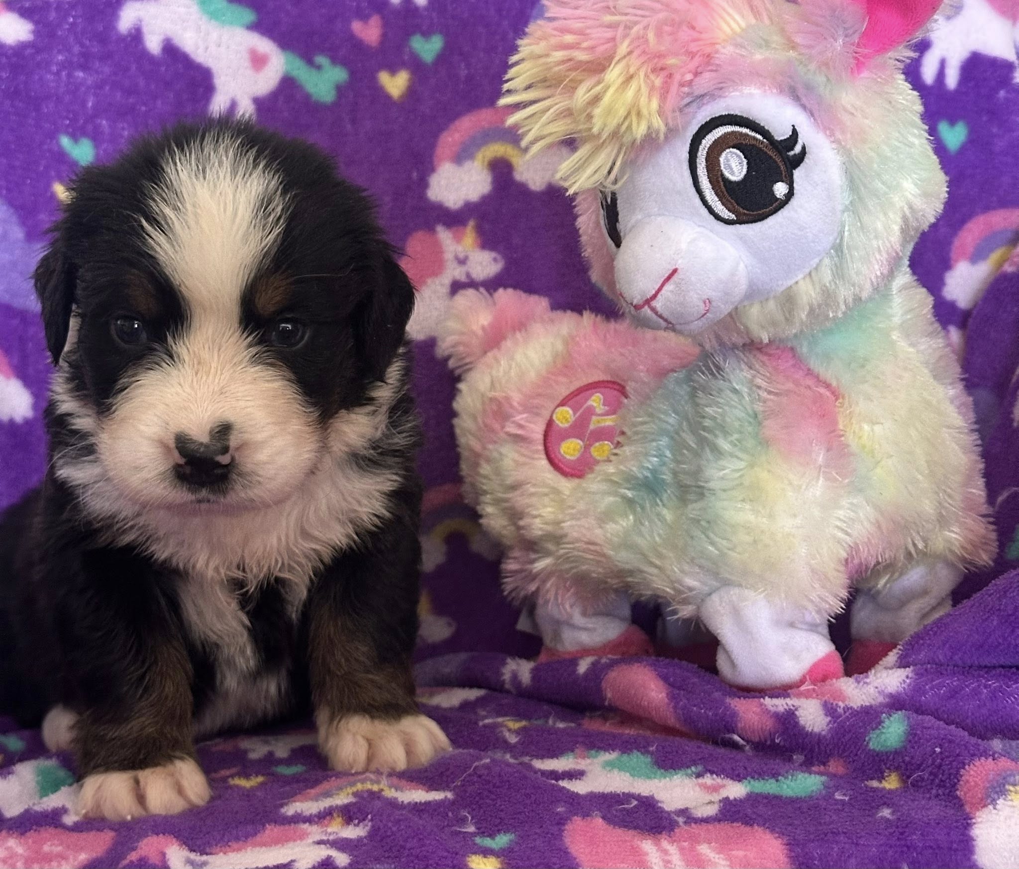 Bernedoodle Puppy 1