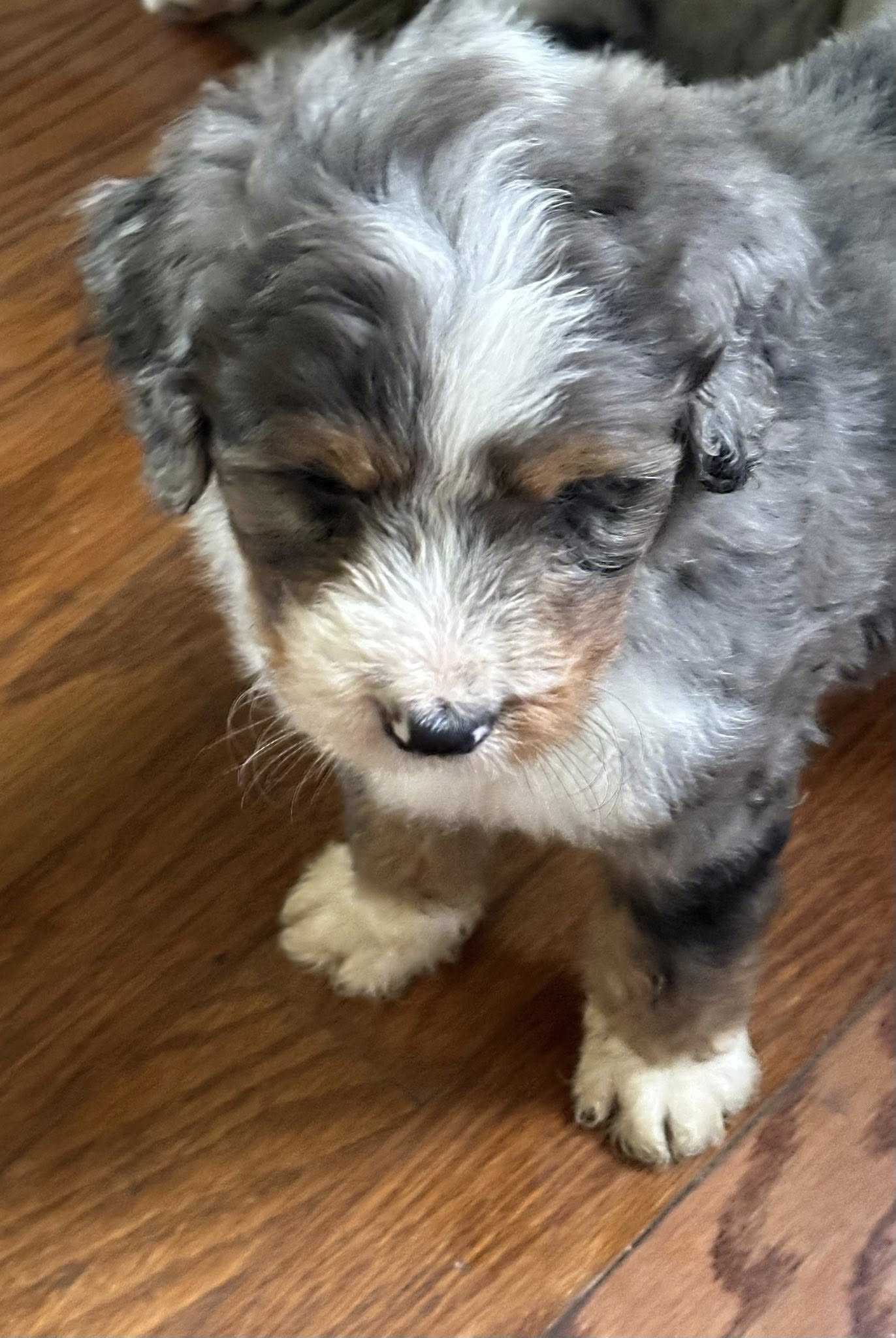 Bernedoodle Puppy 3