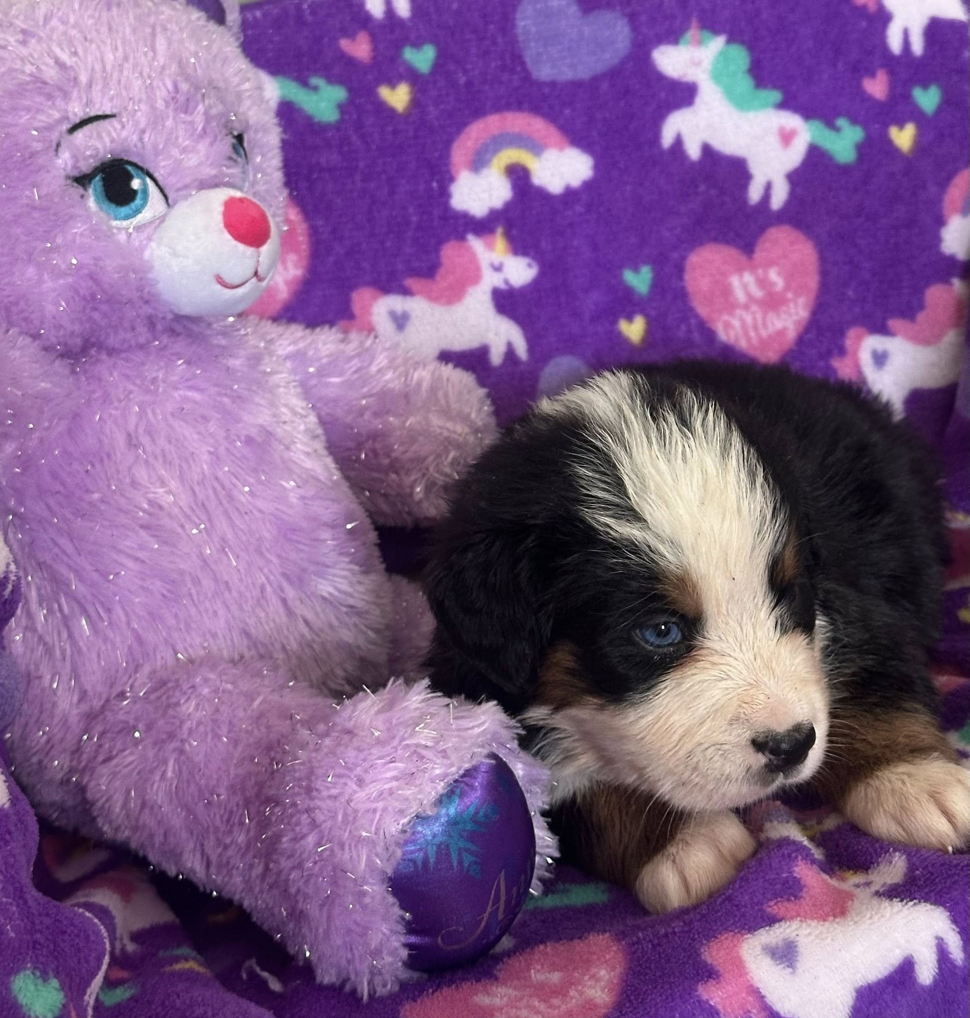 Bernedoodle Puppy