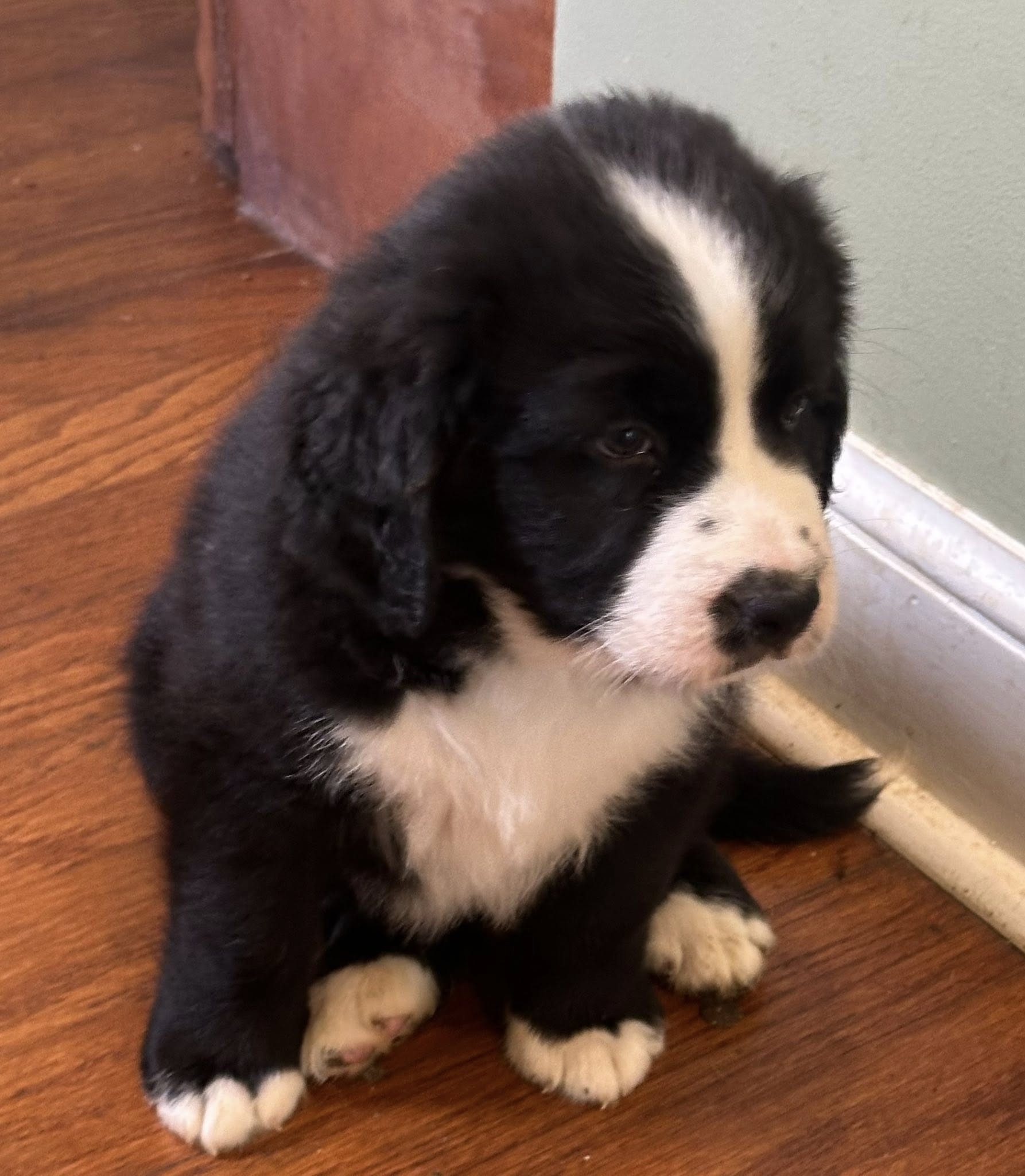 Bernedoodle Puppy 3
