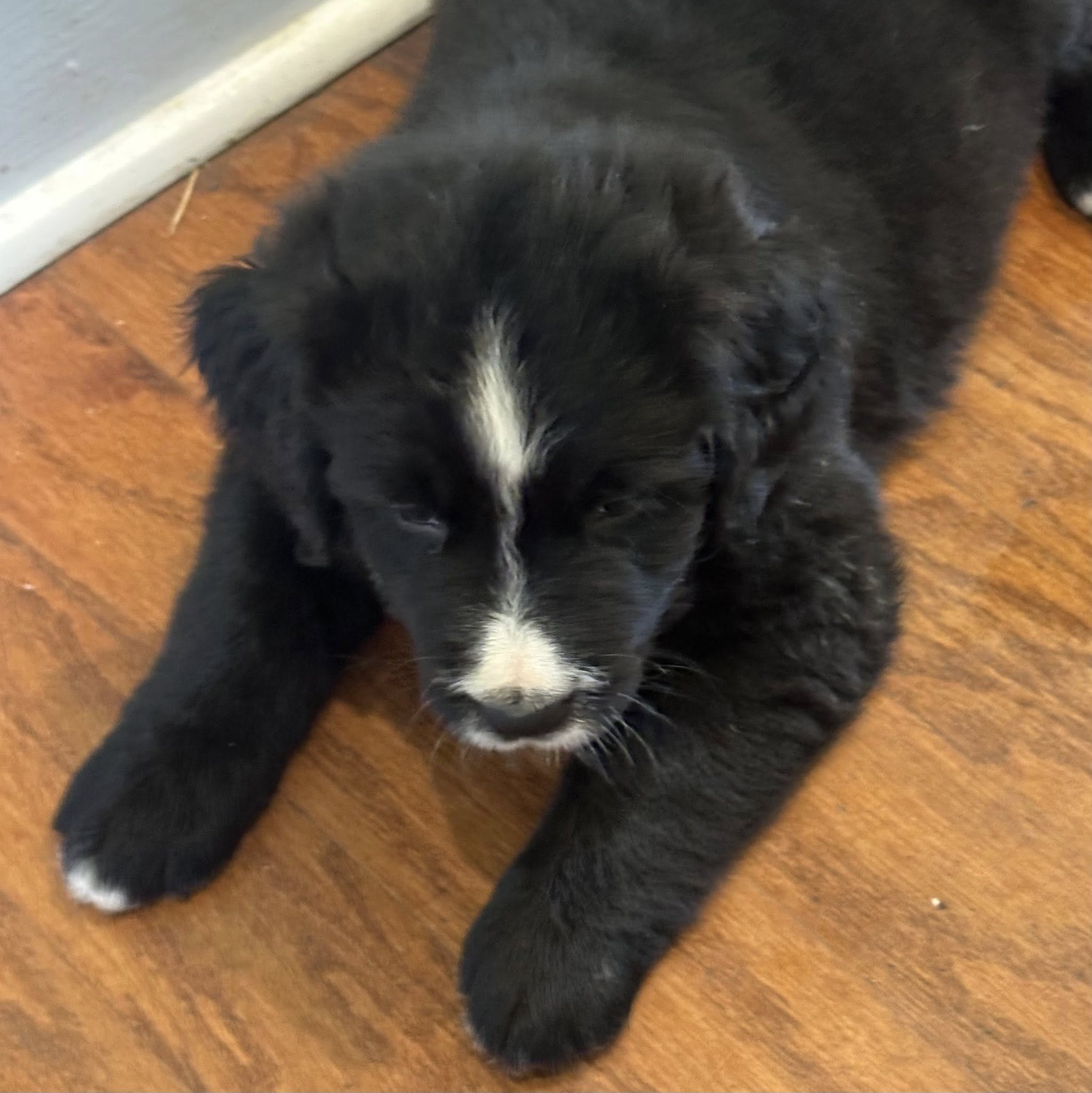 Bernedoodle Puppy 3