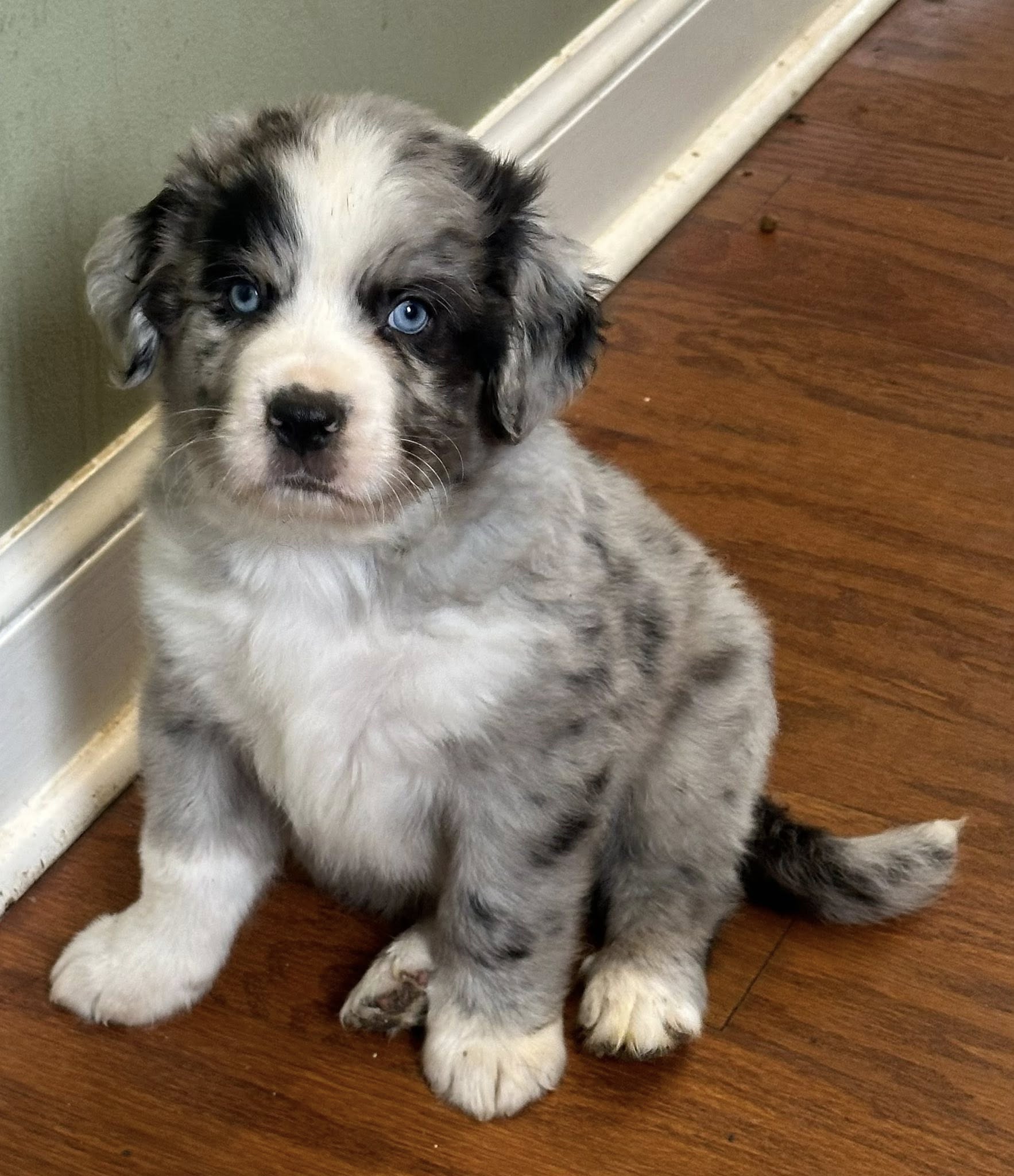 Bernedoodle Puppy
