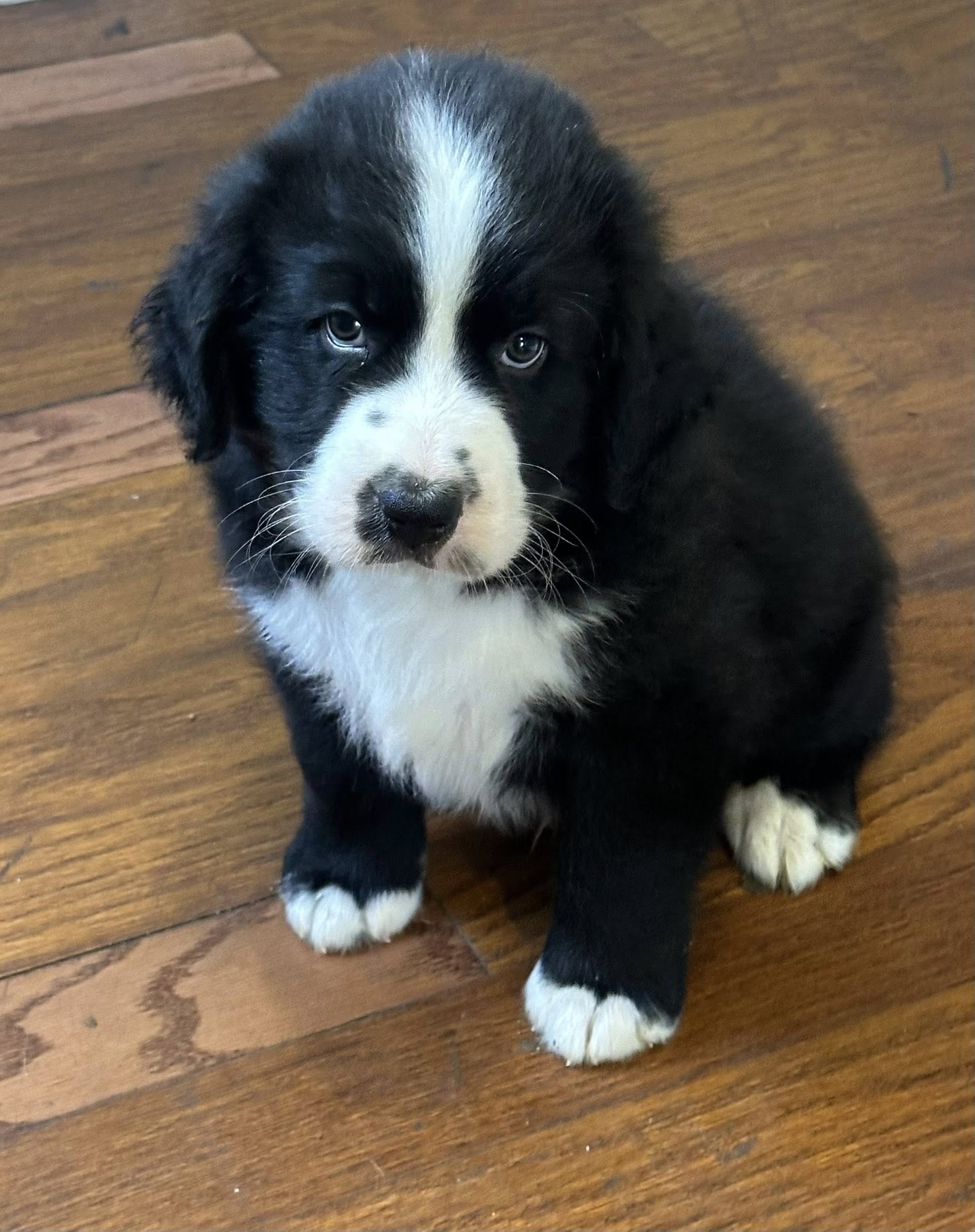 Bernedoodle Puppy 3