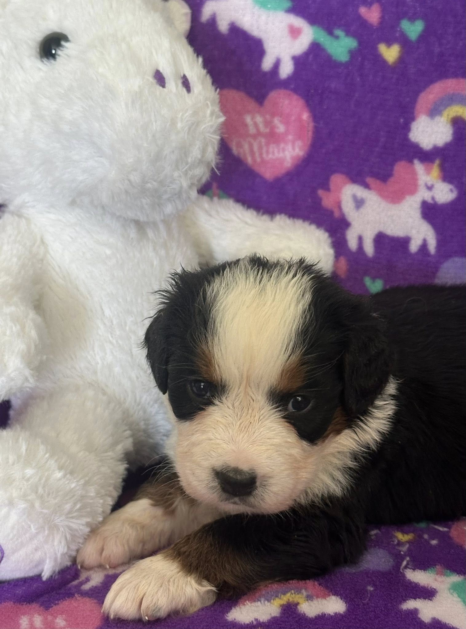Bernedoodle Puppy