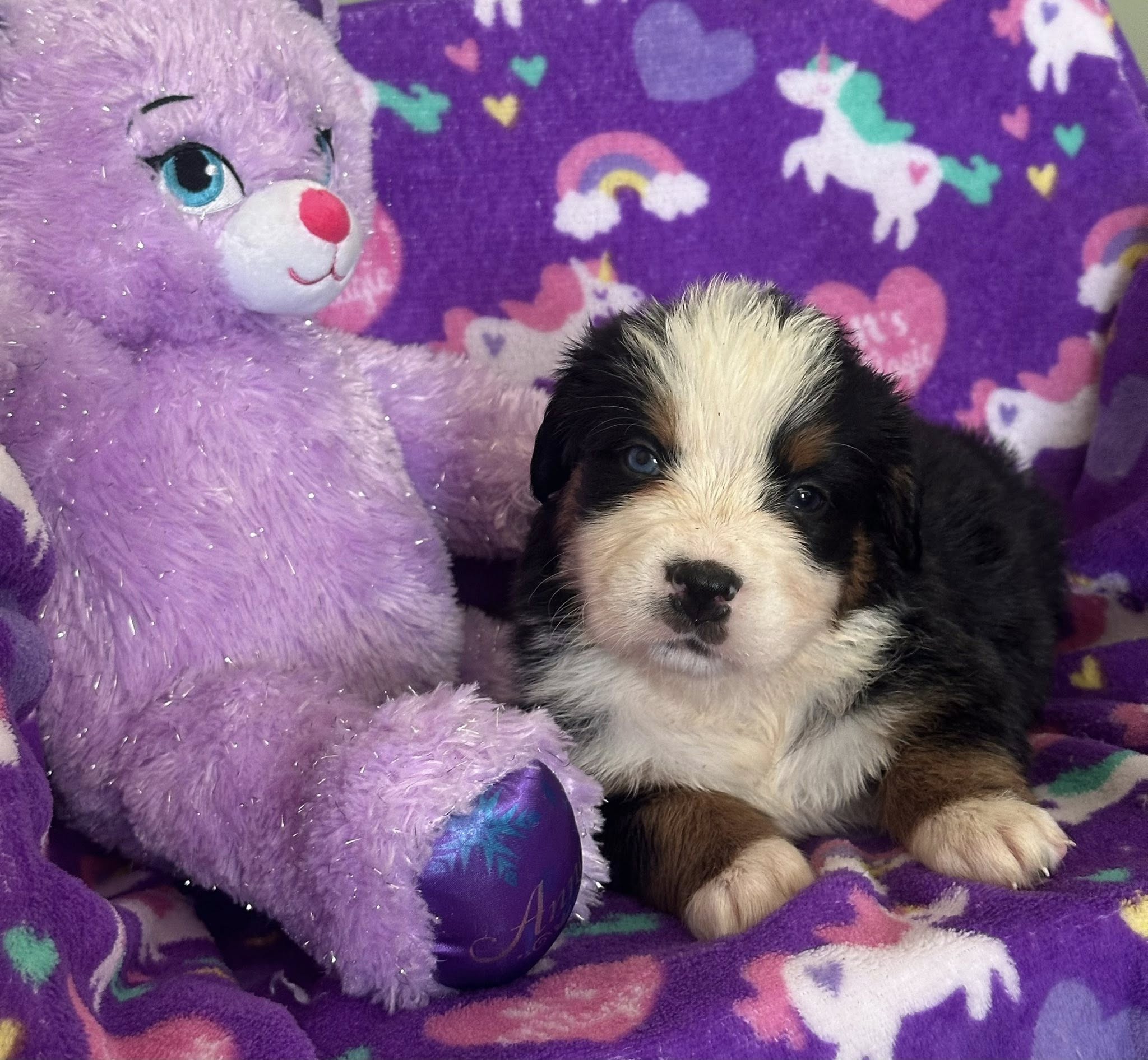 Bernedoodle Puppy 2