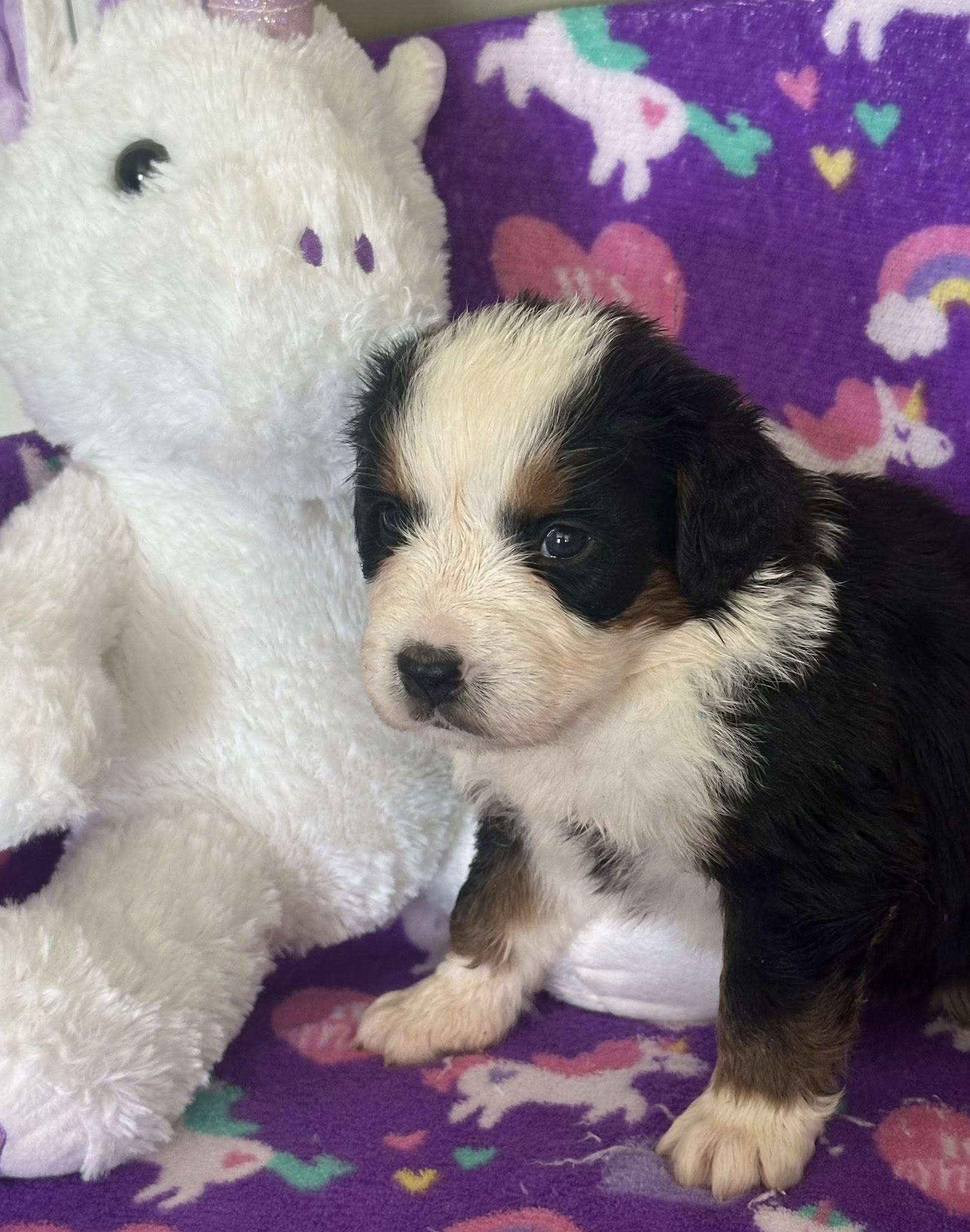 Bernedoodle Puppy 3