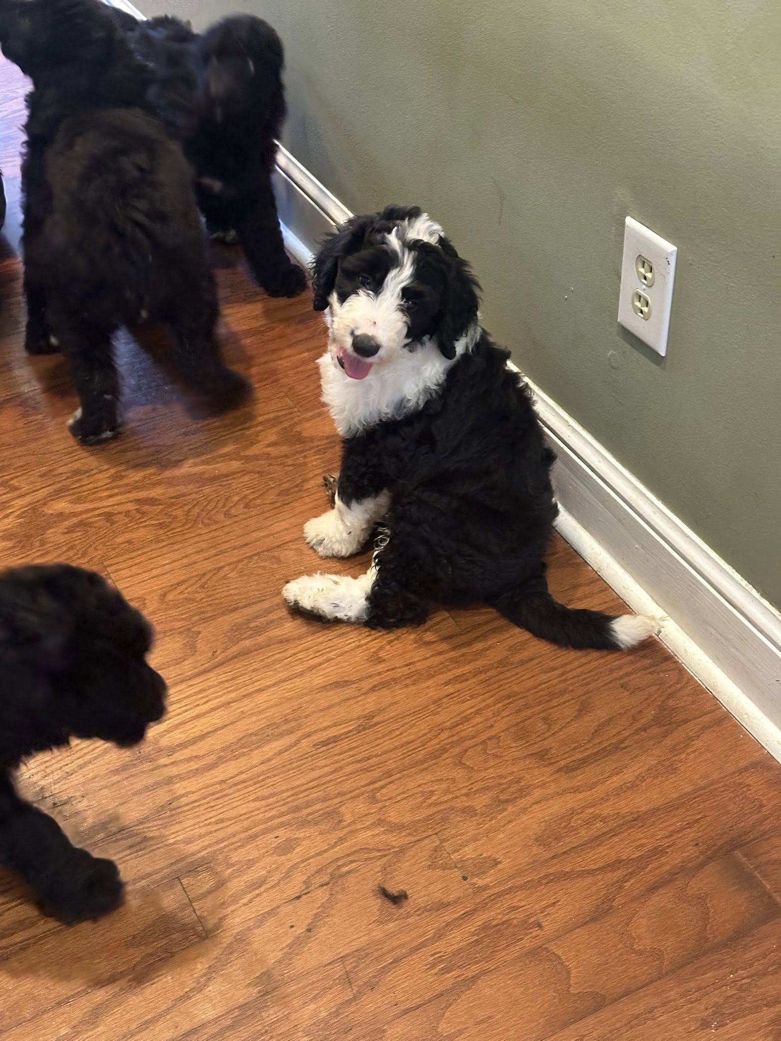 Bernedoodle Puppy
