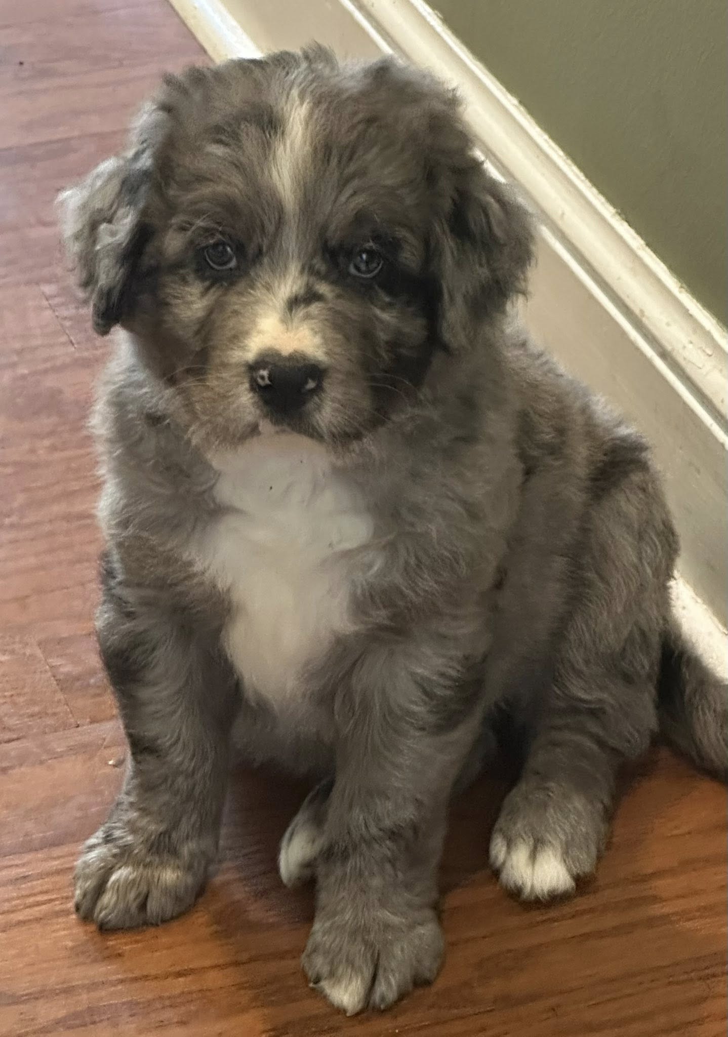 Bernedoodle Puppy 1