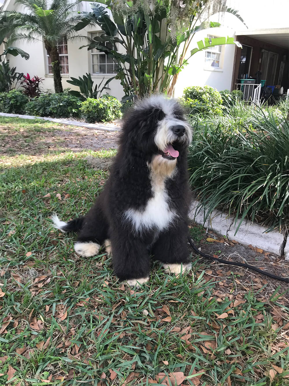 Bernedoodle Freda 01