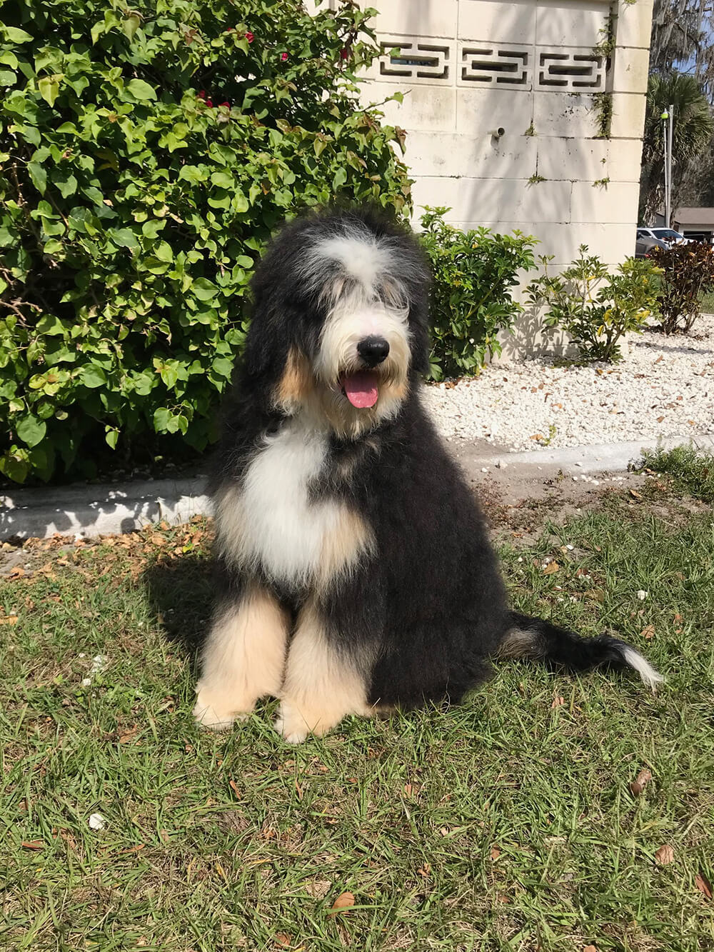 Bernedoodle Grace 01