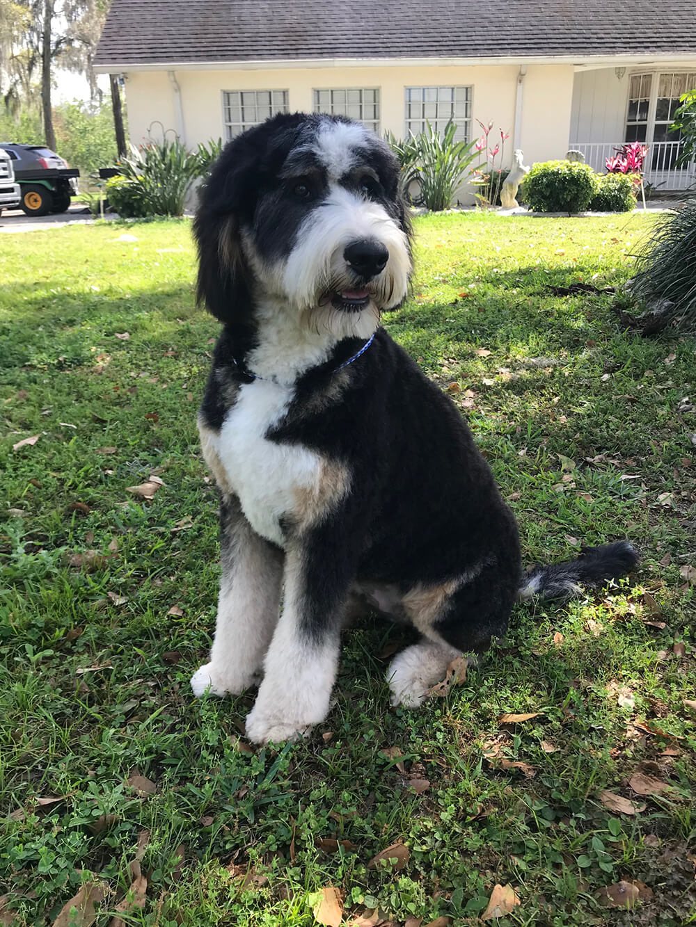 Bernedoodle Grace 03