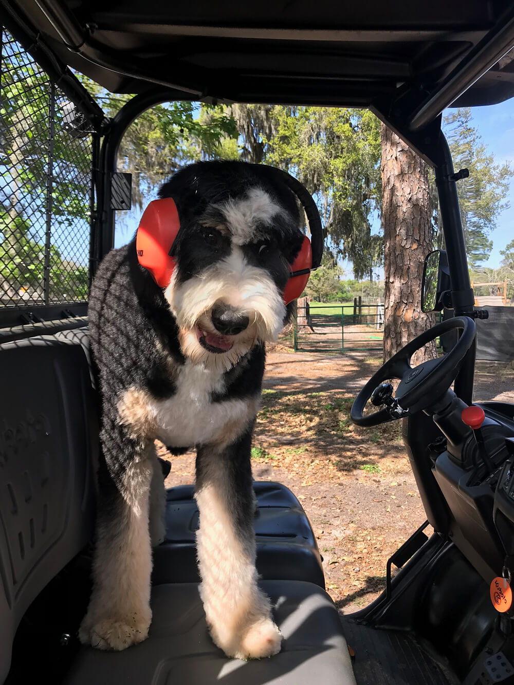 Bernedoodle Grace 04