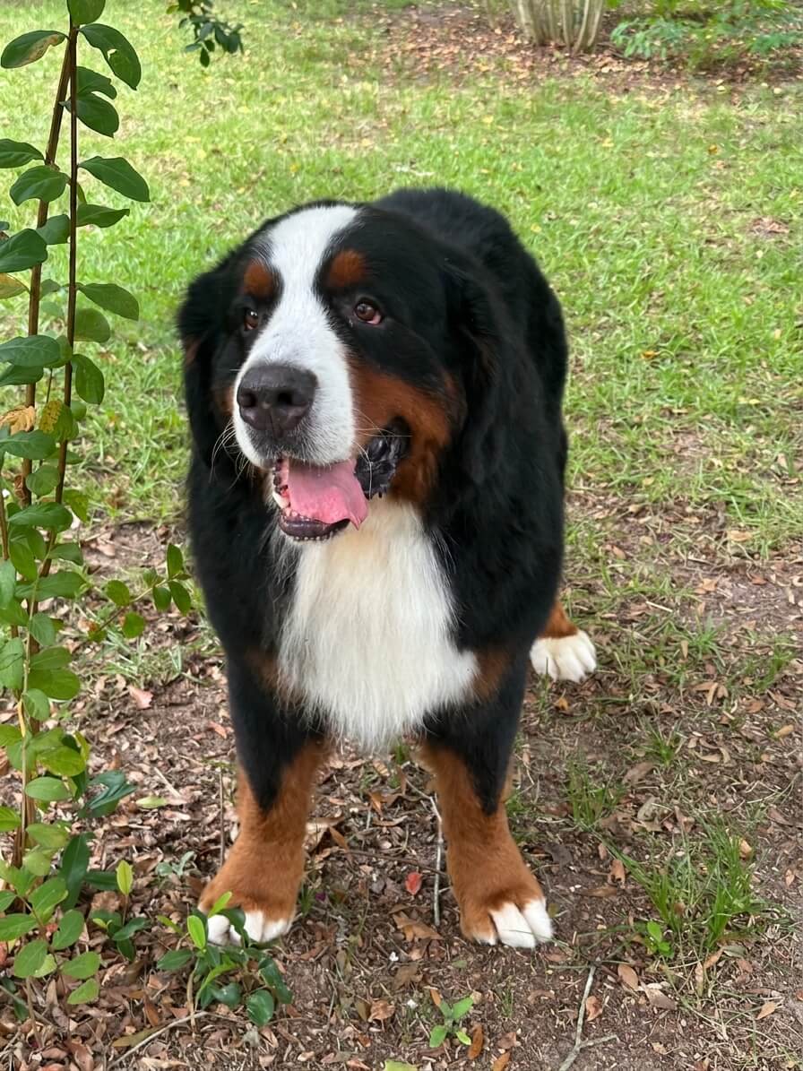 Simon 9