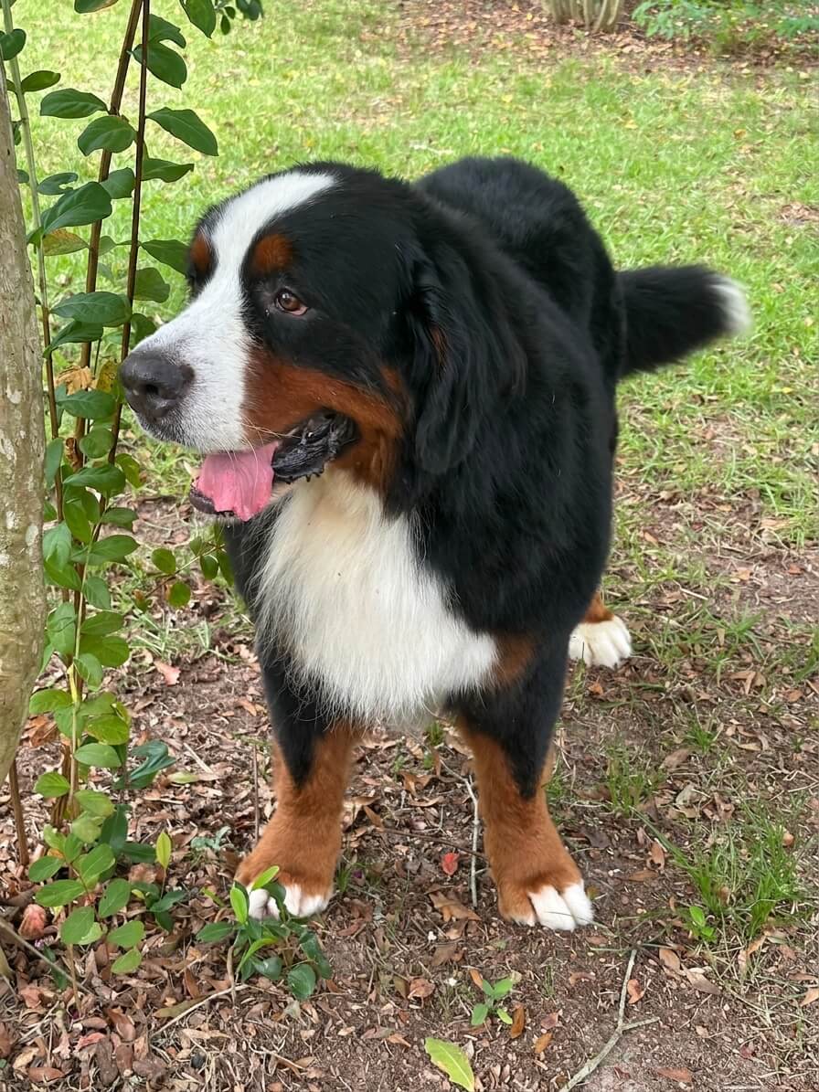 Simon 10