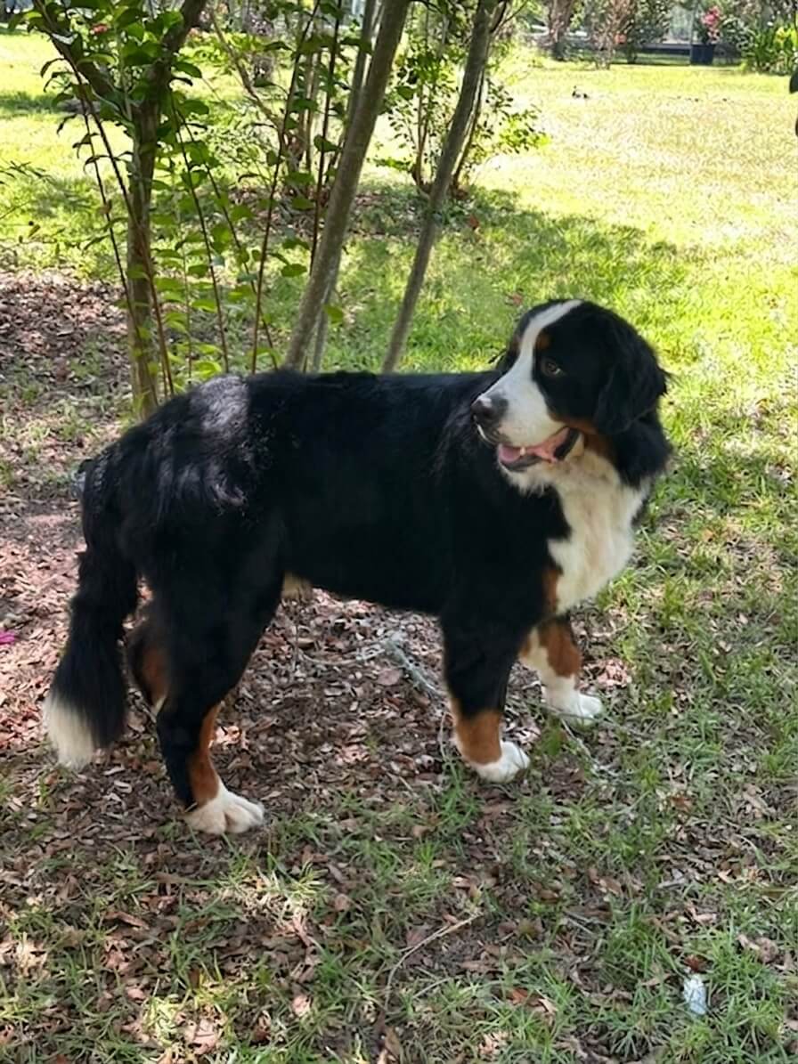 Noah - Bernese Mountain Dog 5