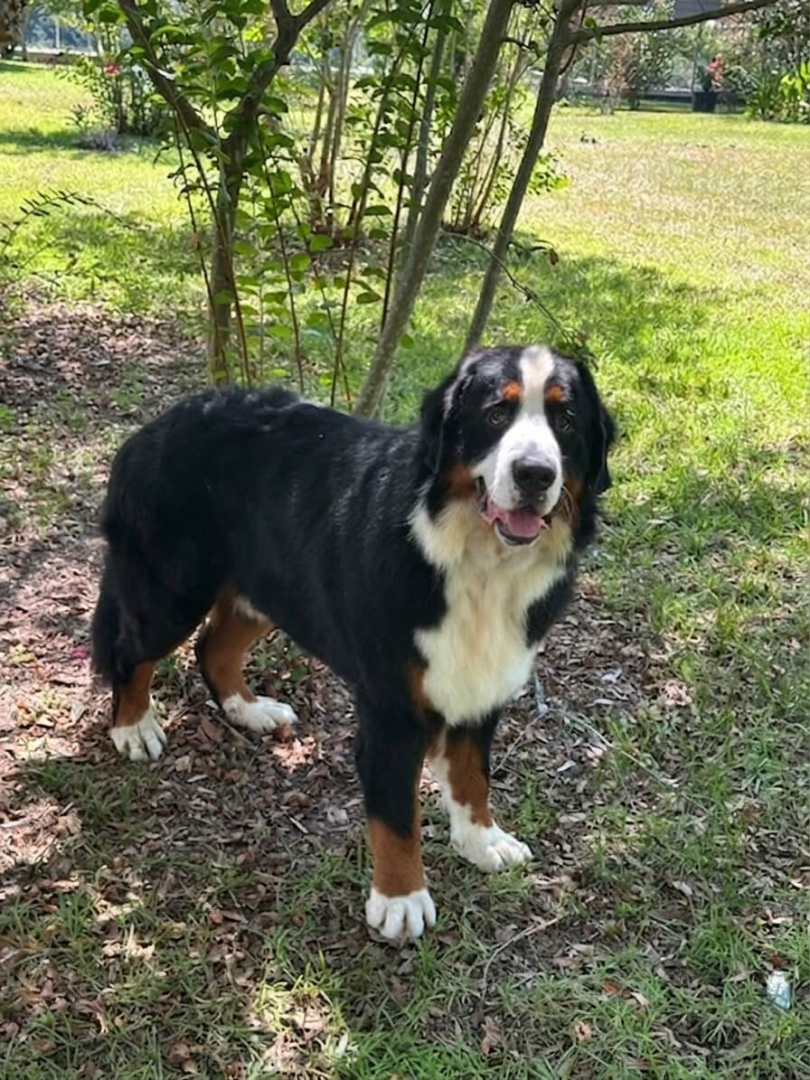 Noah - Bernese Mountain Dog 6