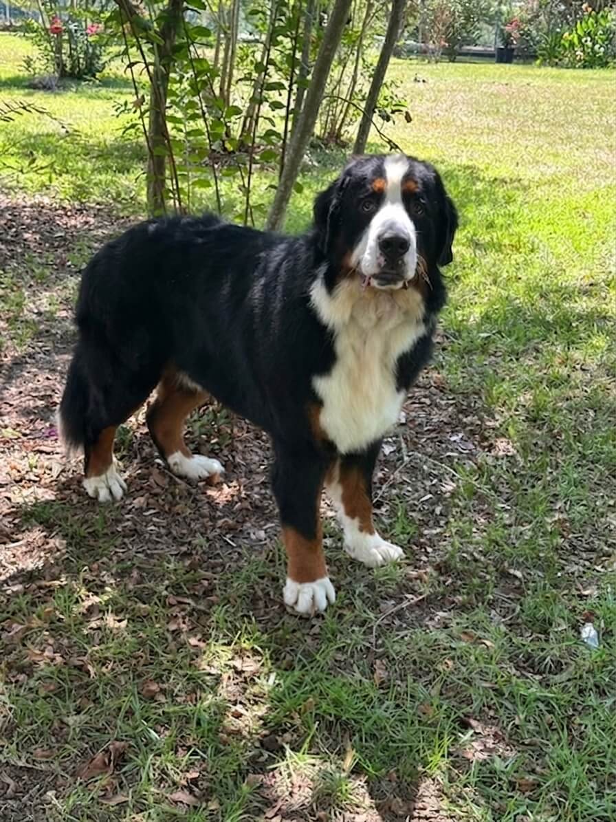 Noah - Bernese Mountain Dog 10