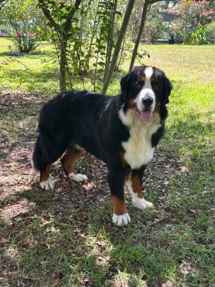 Noah - Bernese Mountain Dog 11