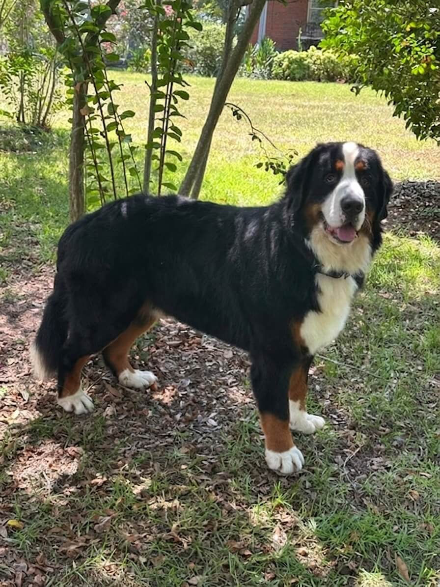 Noah - Bernese Mountain Dog 1