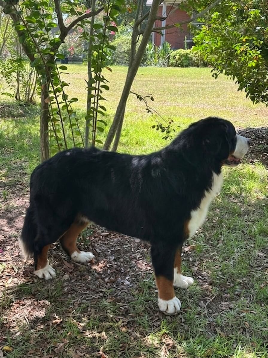 Noah - Bernese Mountain Dog 2