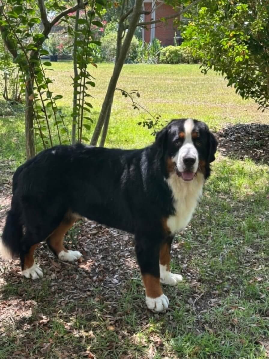 Noah - Bernese Mountain Dog 3