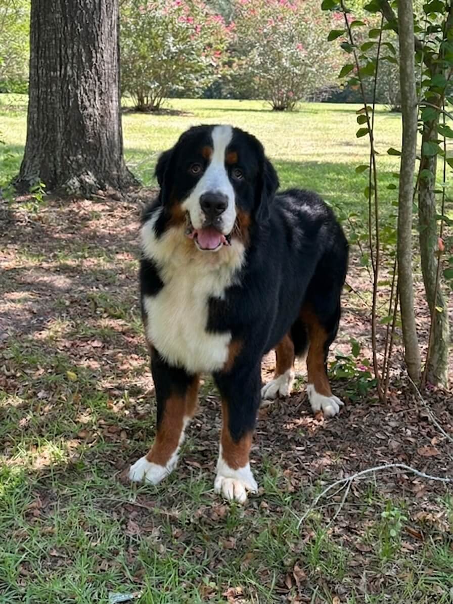 Noah - Bernese Mountain Dog 4