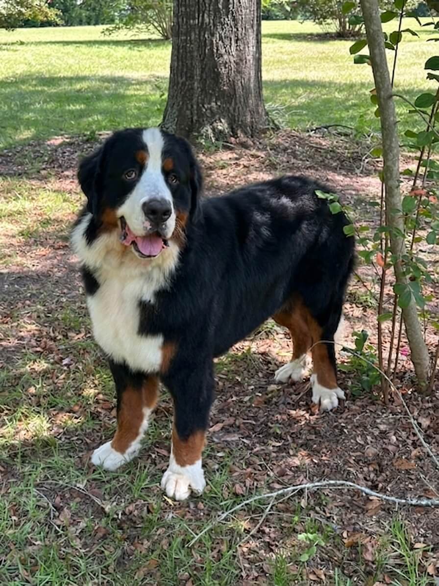 Noah - Bernese Mountain Dog 7