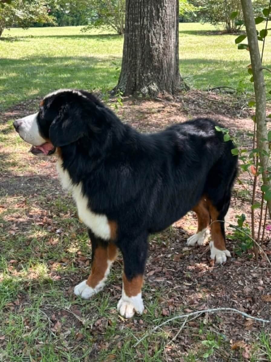 Noah - Bernese Mountain Dog 8