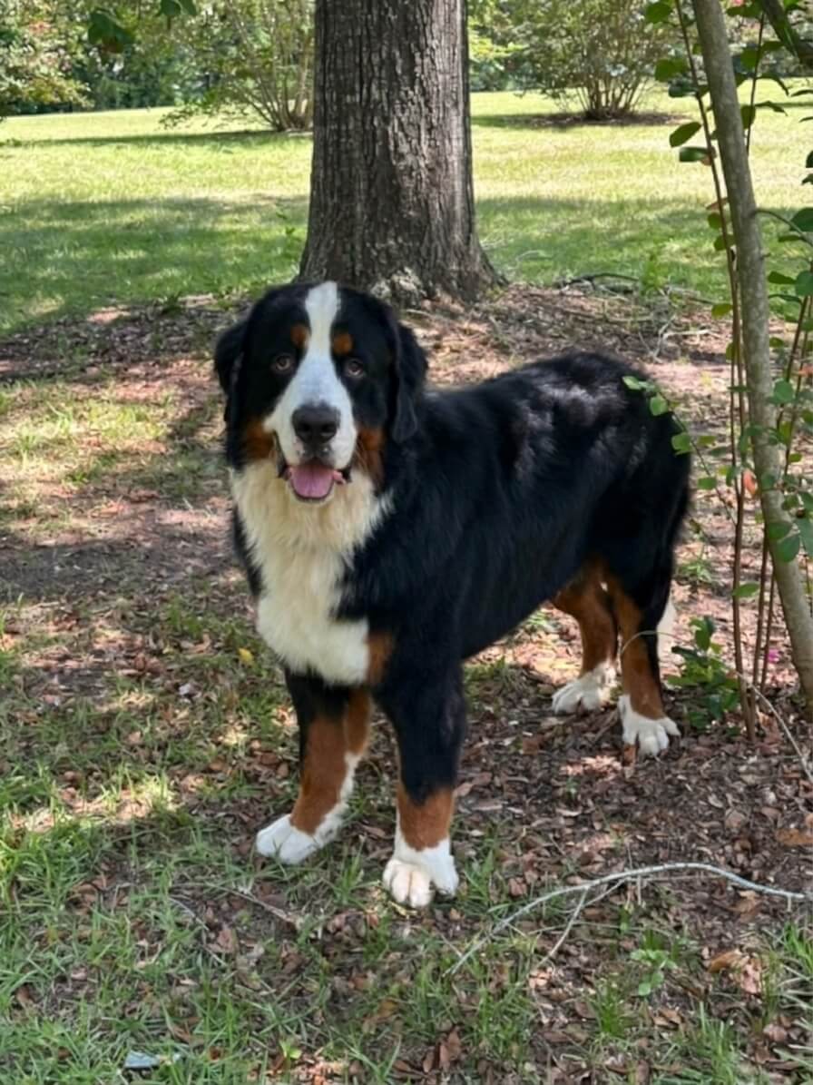 Noah - Bernese Mountain Dog 9